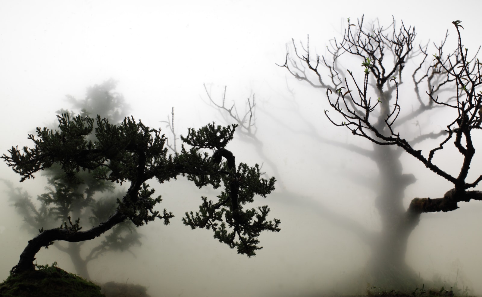 Wu Chi-Tsung 吳季璁, Landscape in the Mist 001 煙林圖之一 , 2012