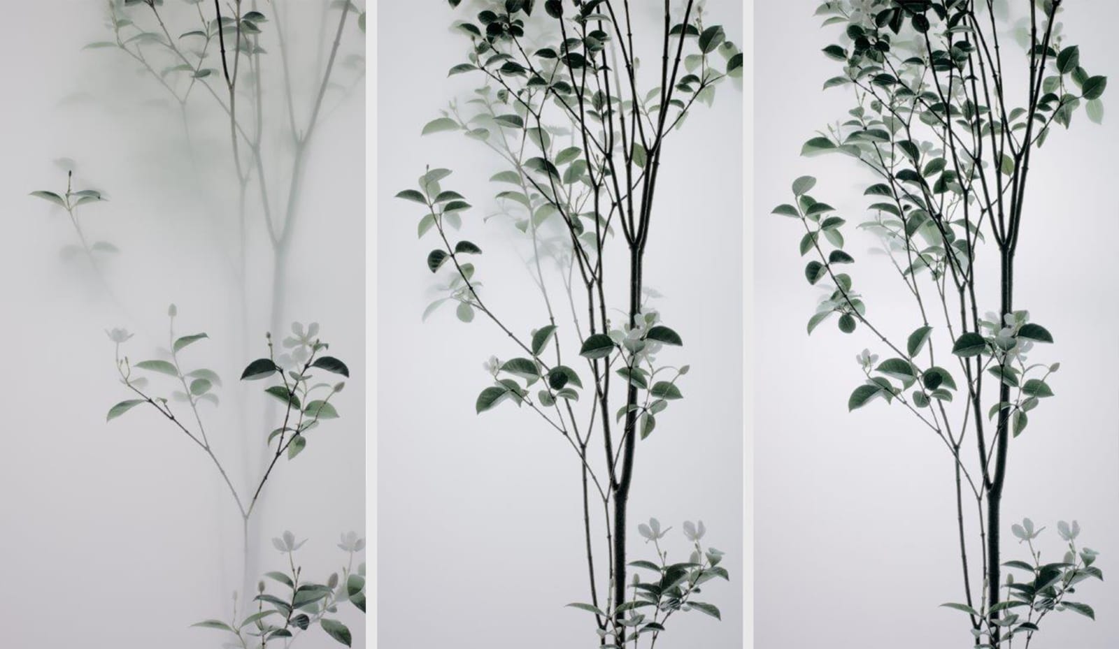 Wu Chi-Tsung 吳季璁, Still Life 008 - Pearlbush 小品之八 - 白絹梅, 2018