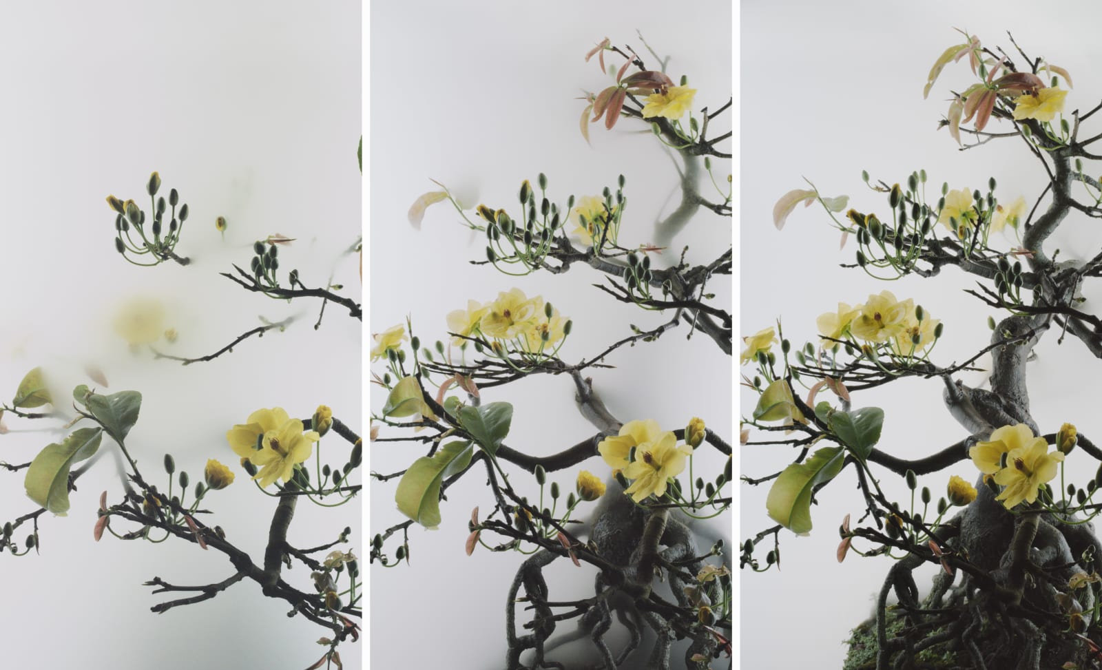Wu Chi-Tsung 吳季璁, Still Life 014 - Yellow Mai Flower 小品之十四 - 黃梅, 2020
