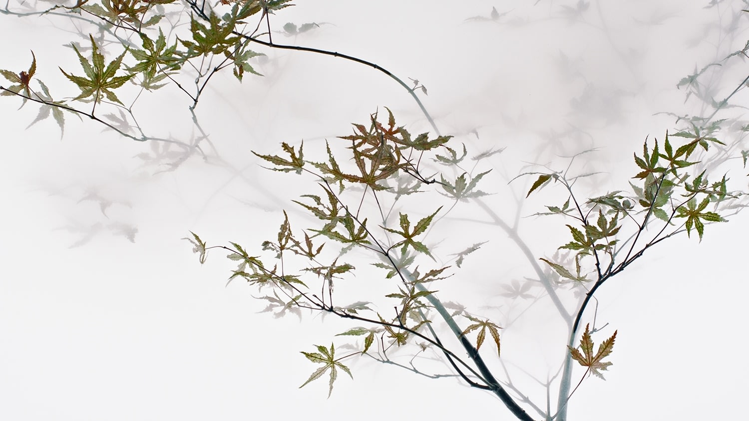 Wu Chi-Tsung 吳季璁, Still Life 009 - Maple 小品之九 – 楓, 2018