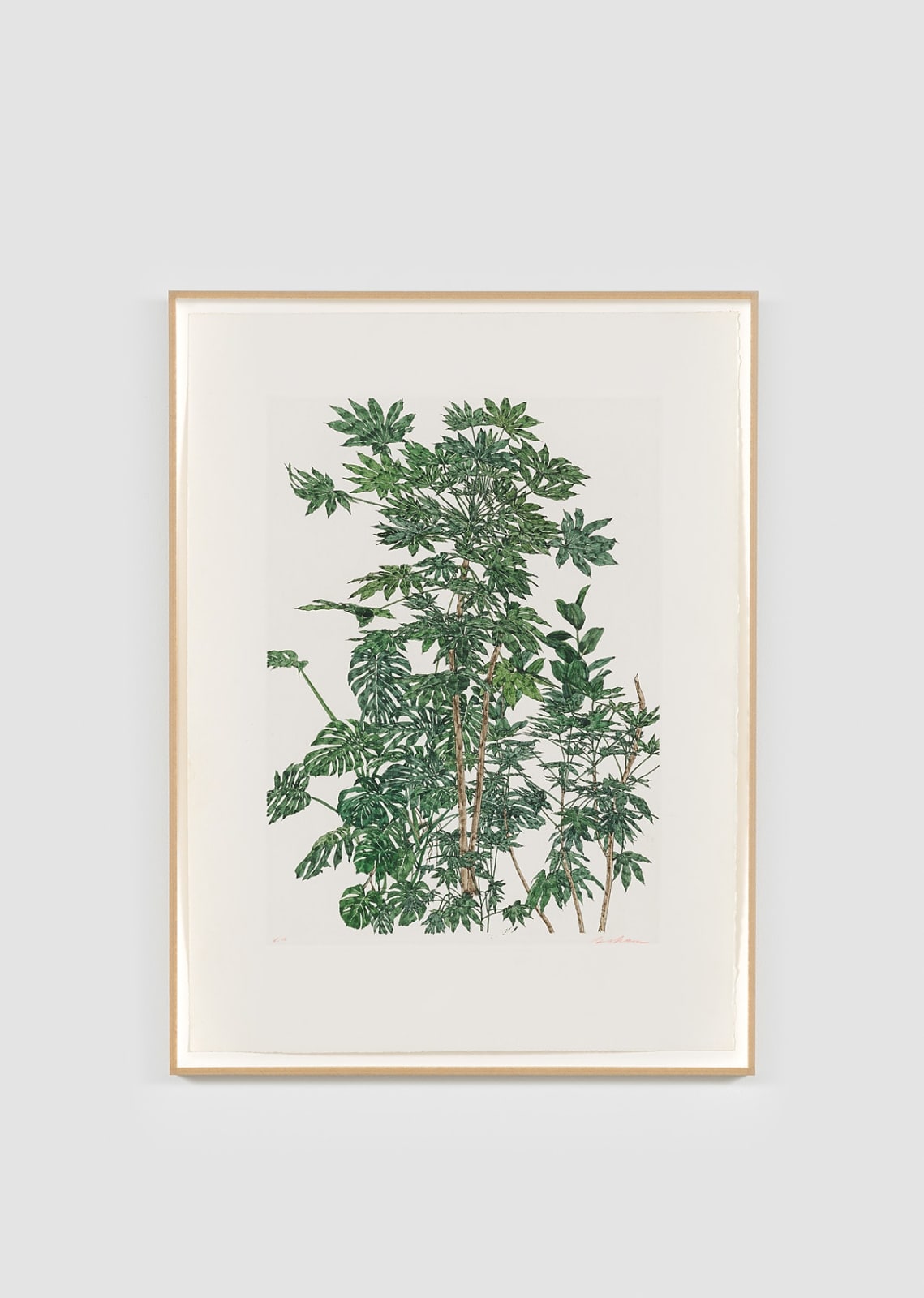 Sam Szafran, Aralias, c. 1970