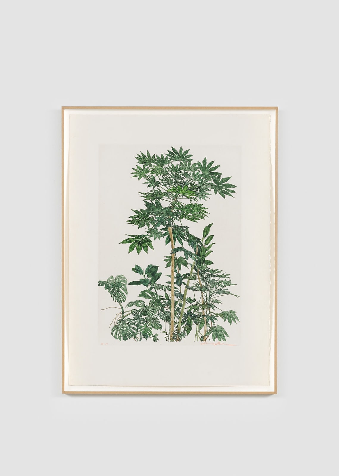 Sam Szafran, Aralias, c. 1970