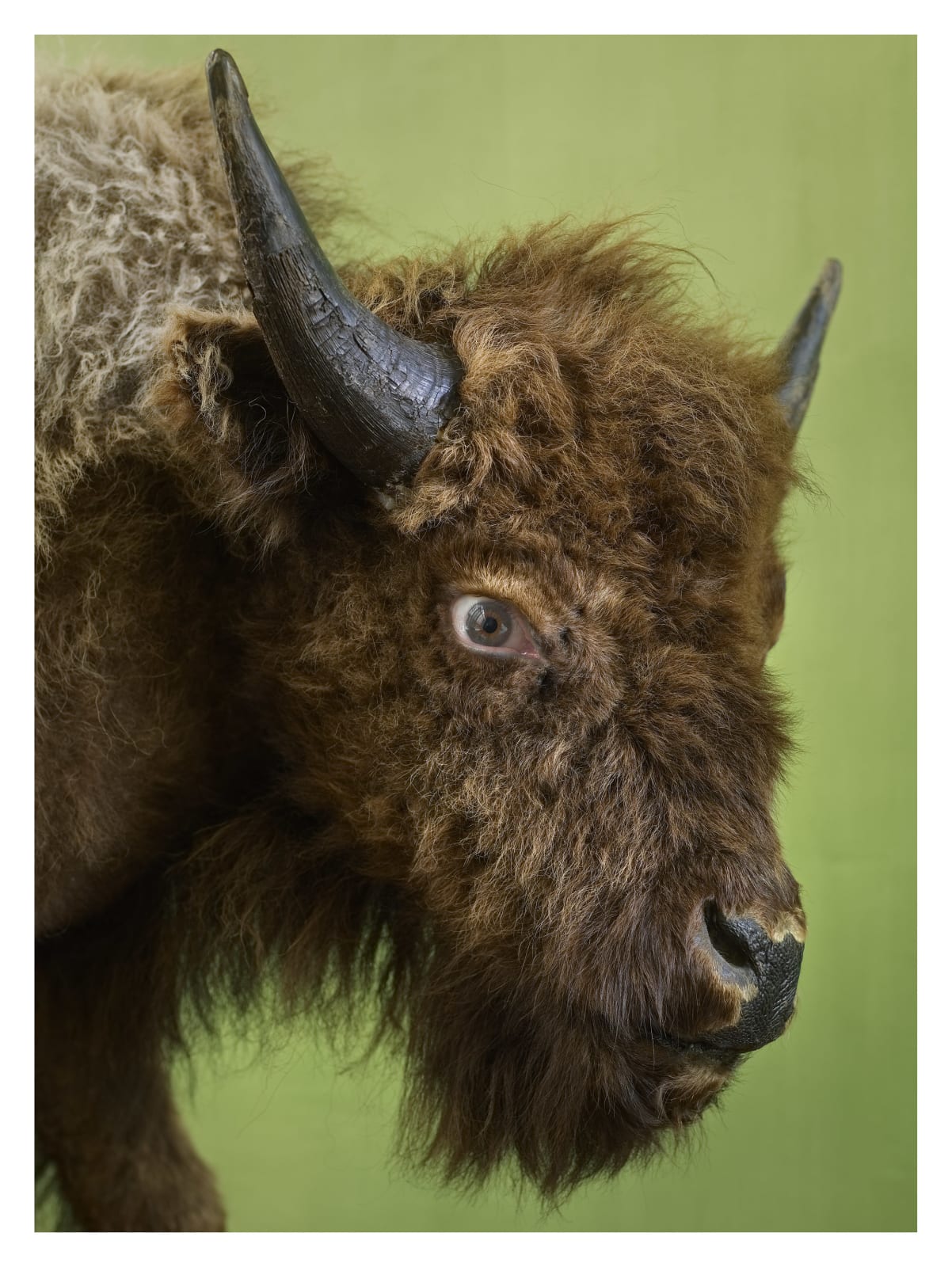 Markus HANSEN, Angry Animals with my own eyes, Bison, 2018