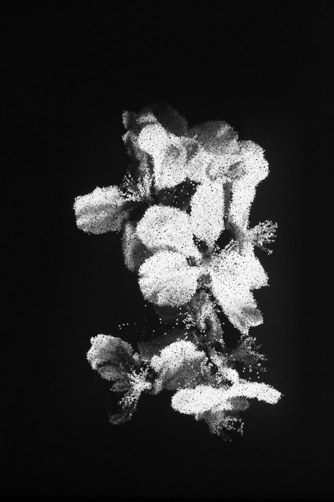 Charles Sandison, Blossom, 2014