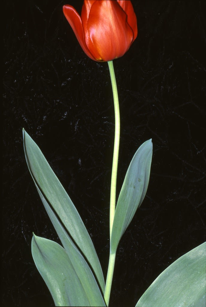 Unglee, Identité, 10 avril 1991