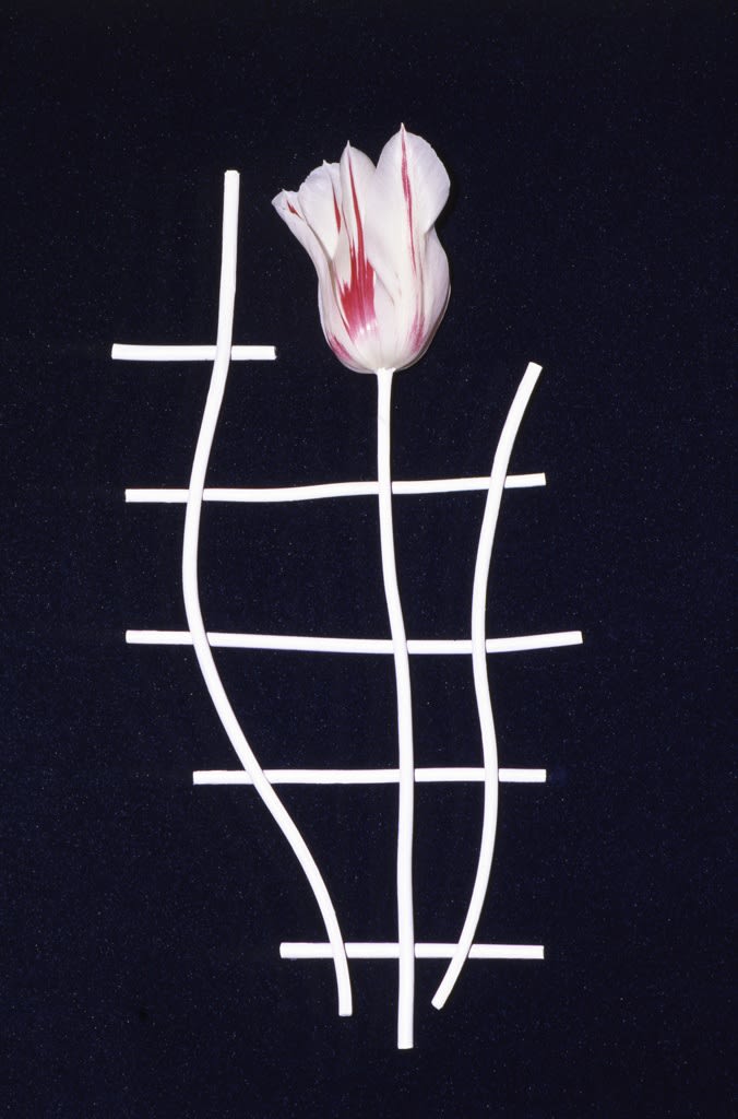 Unglee, Tulipe, série Éludienne, Paris - 30 avril 1992 - juillet 1992