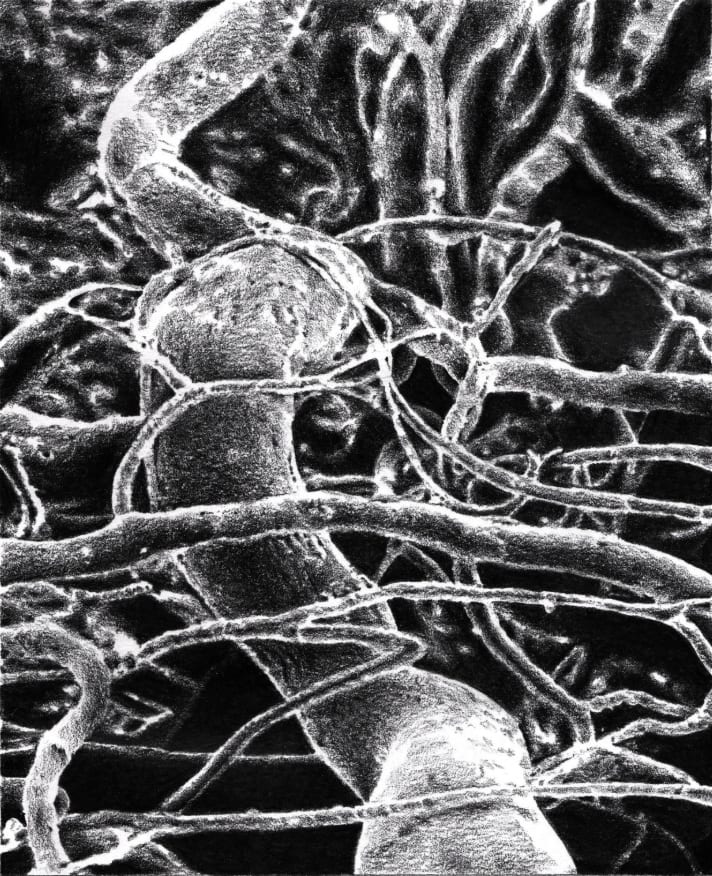 Fabrice Cazenave, How trees secretly talk to each other and me (23), 2021