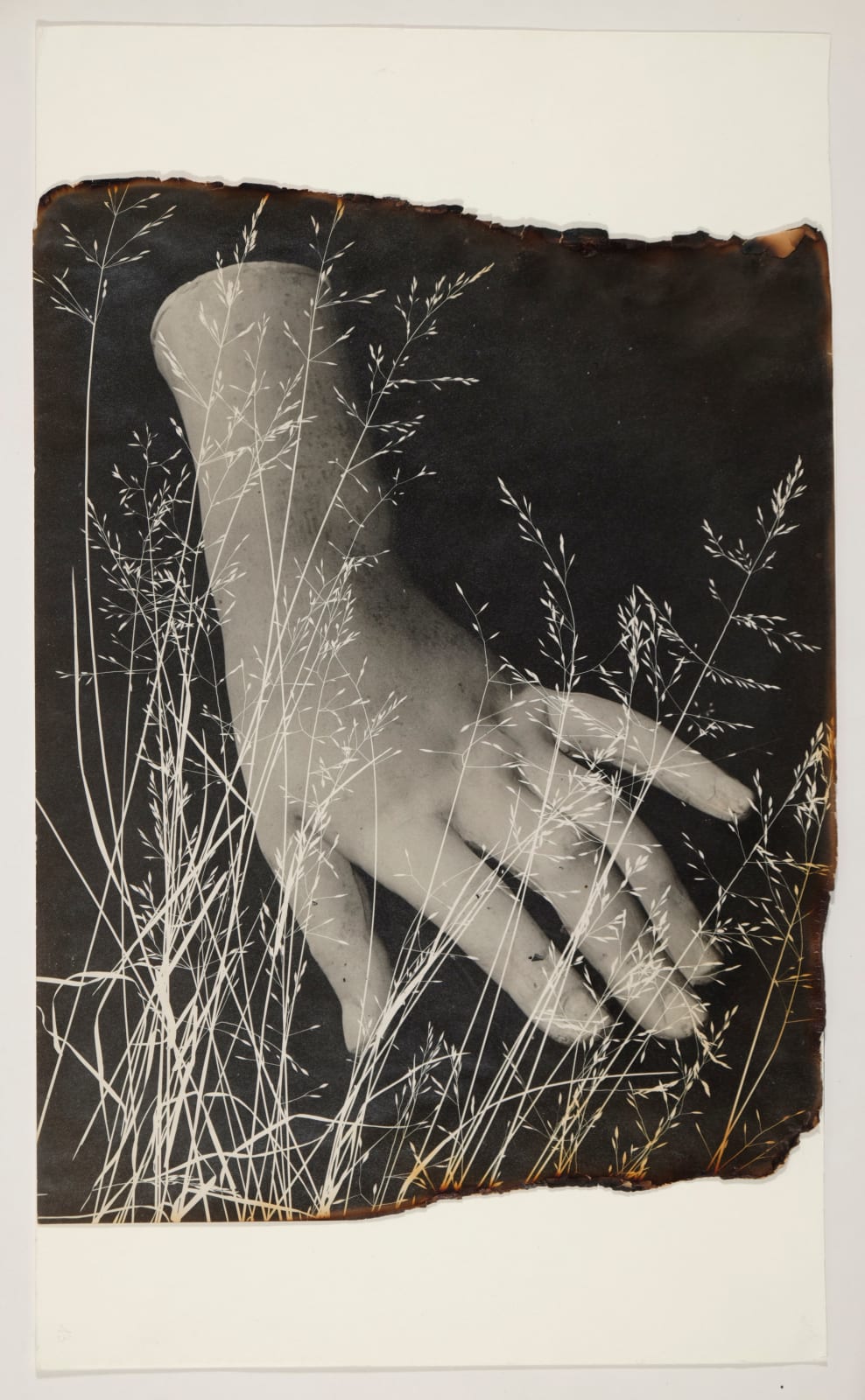 Pierre Jahan, Sans titre (photogramme), 1945-1948