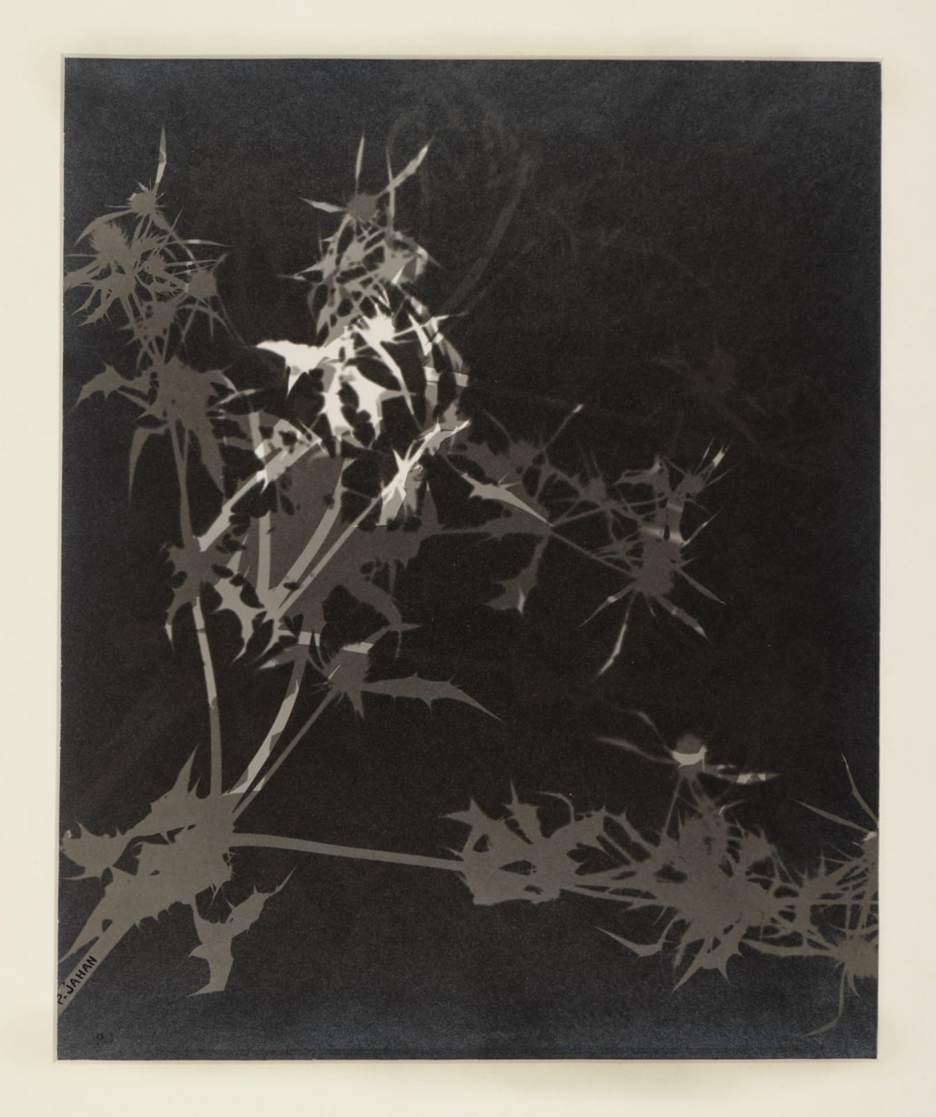 Pierre Jahan, Sans titre (Herbier), 1945-1948