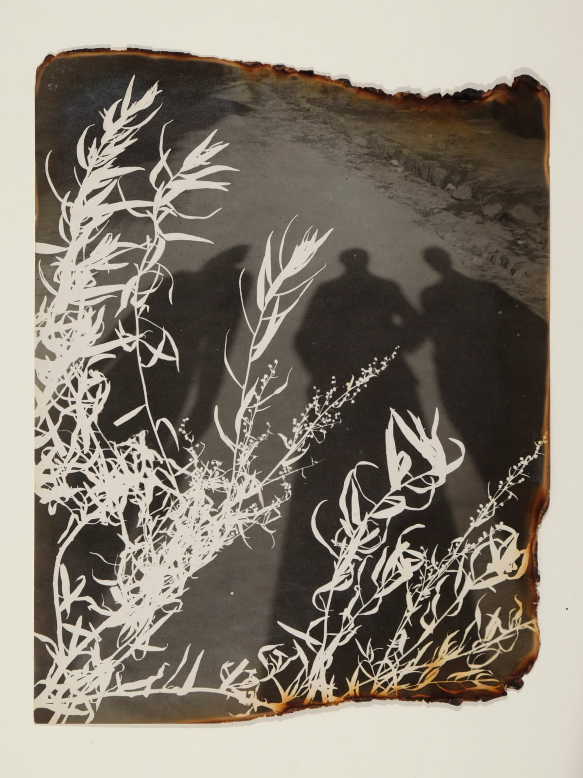 Pierre Jahan, L'Herbier surréaliste (Artemisia Estracunculus), 1945-1948