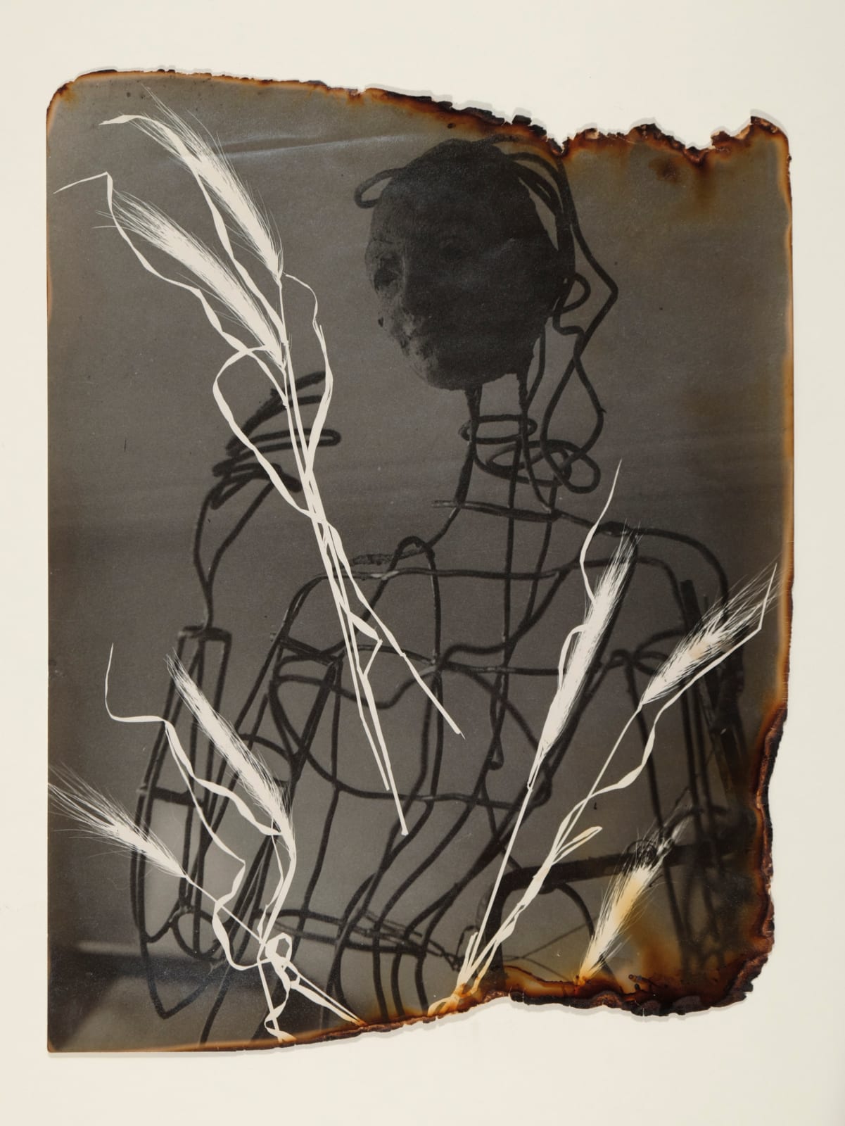 Pierre Jahan, L'Herbier surréaliste (Hordeum Murinum), 1945-1948