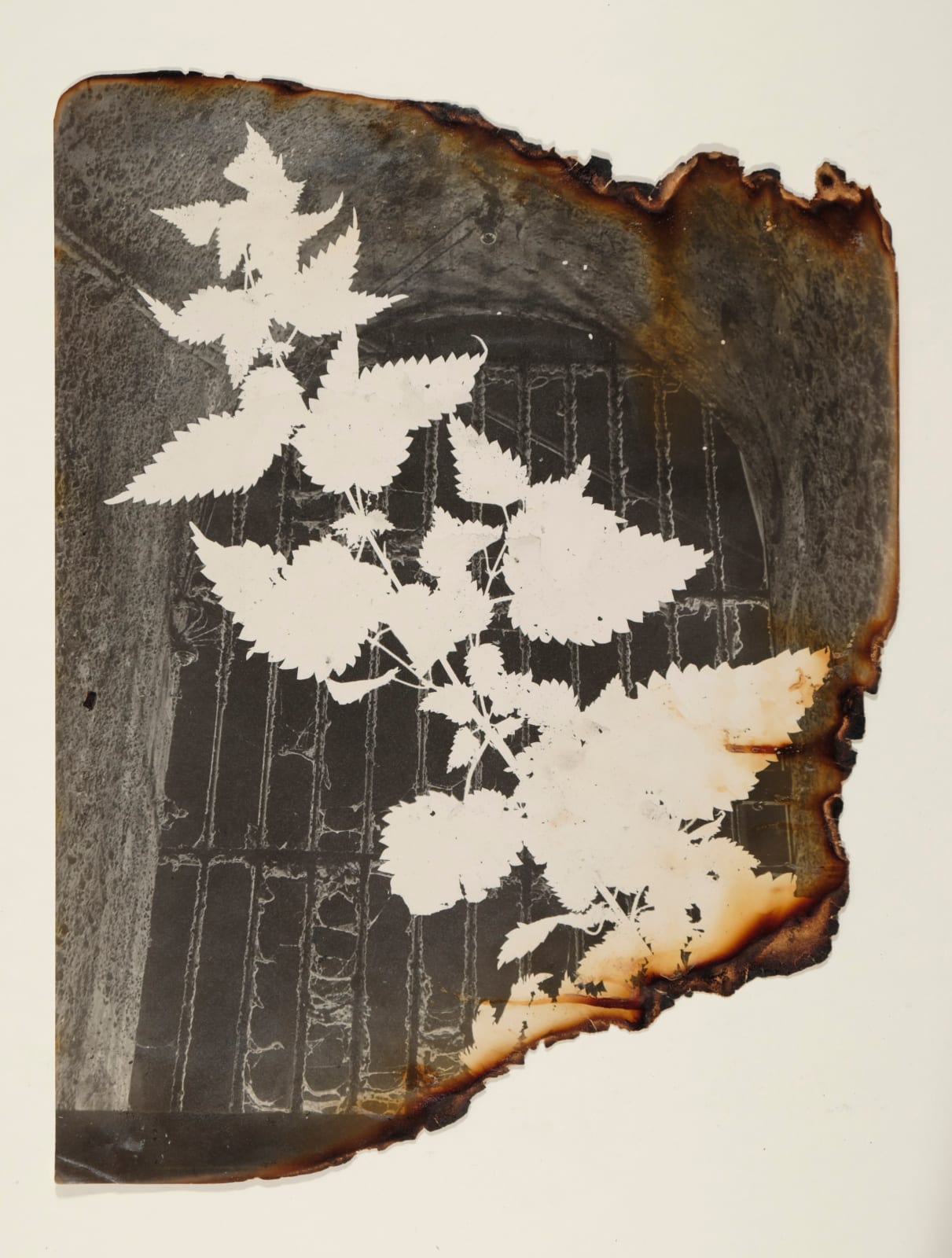 Pierre Jahan, L'Herbier surréaliste (Urtica Dioïca), 1945-1948