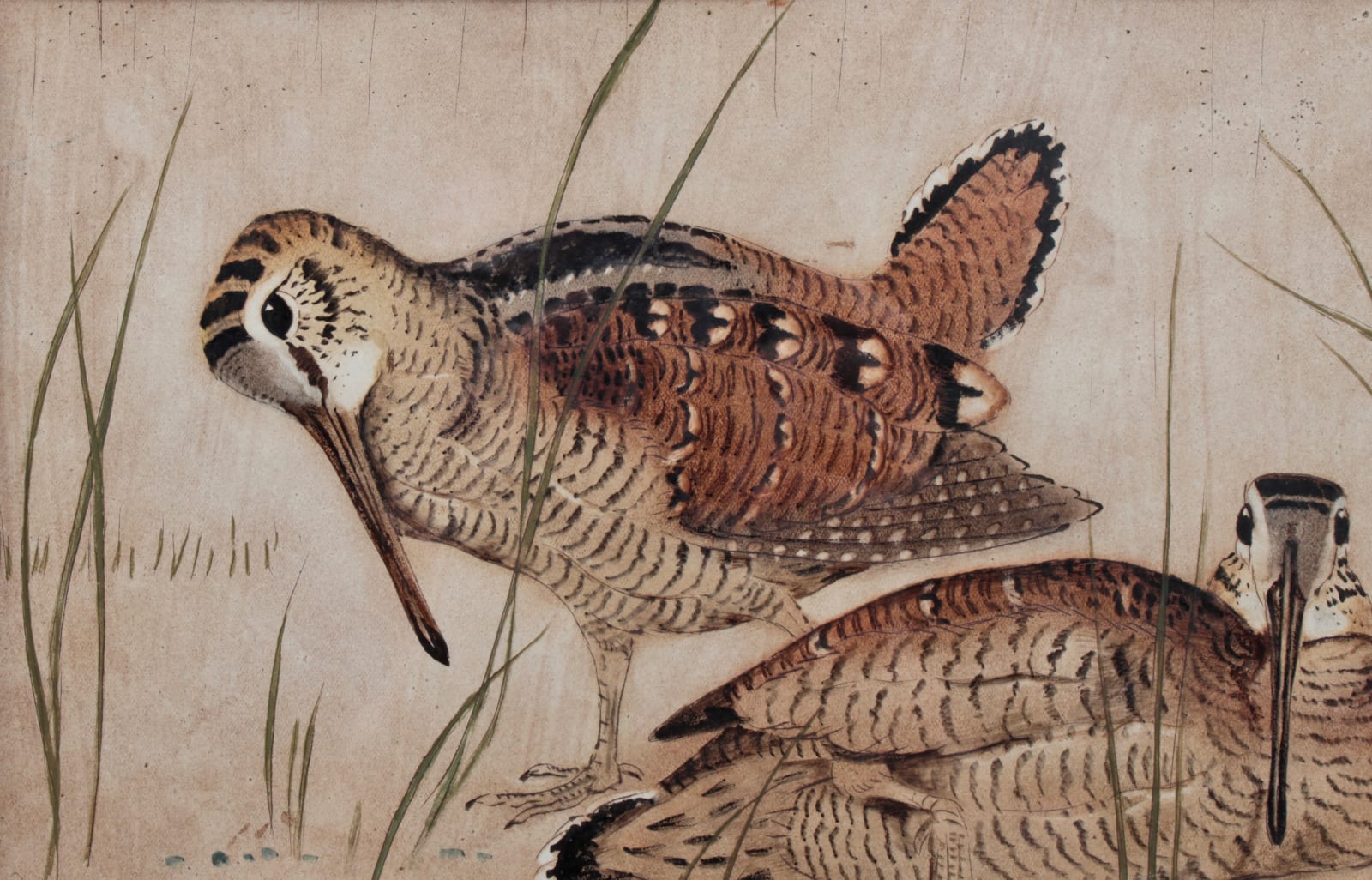 Paul Marcueyz, Bécasses en parade