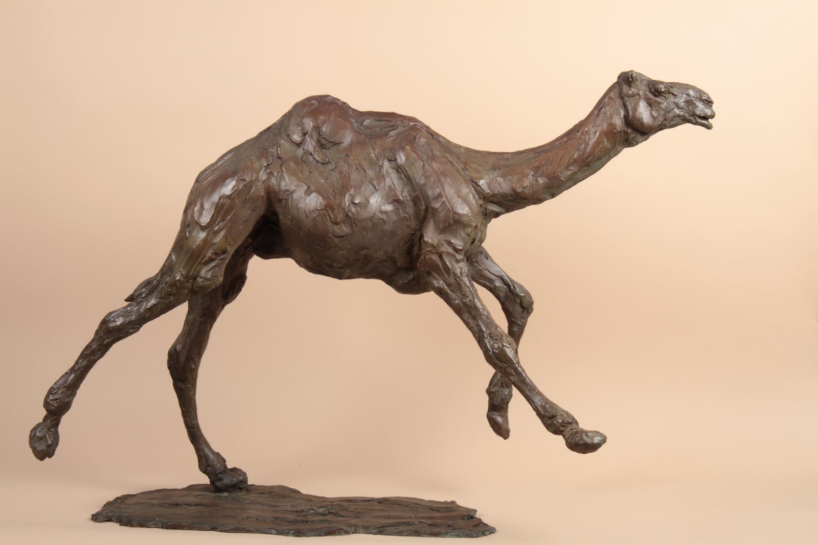 Roch Vandromme, Grand dromadaire en course, 2015