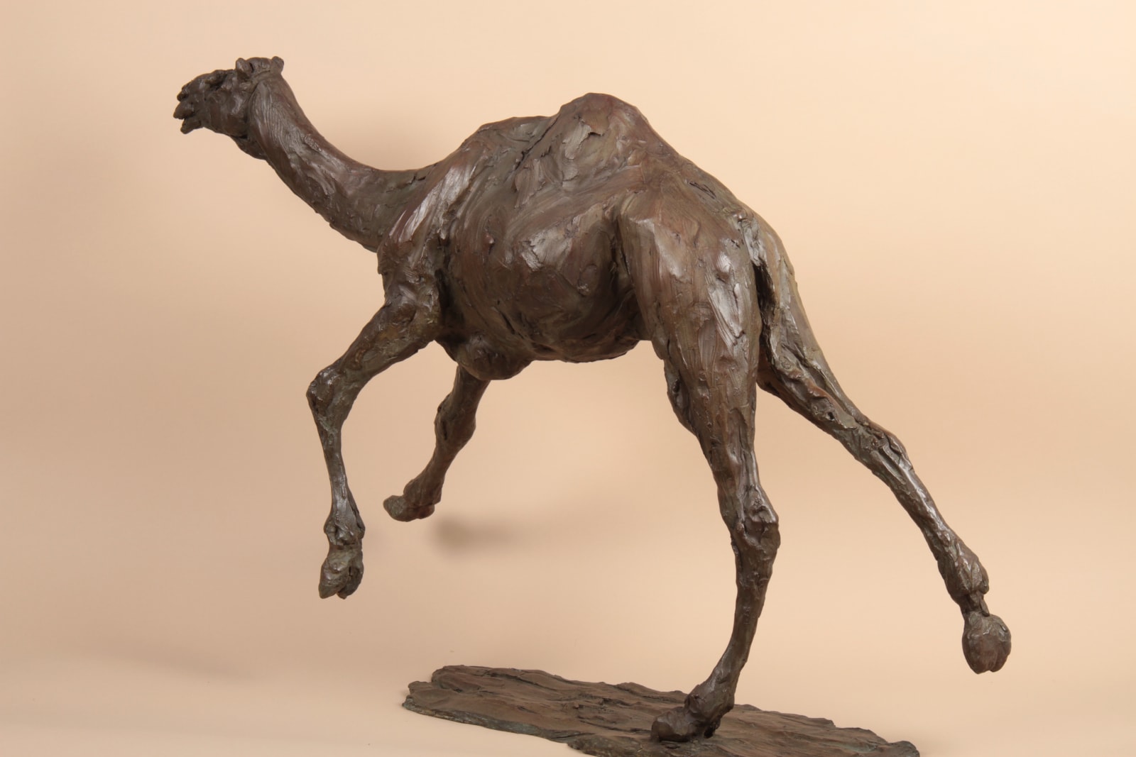 Roch Vandromme, Grand dromadaire en course, 2015