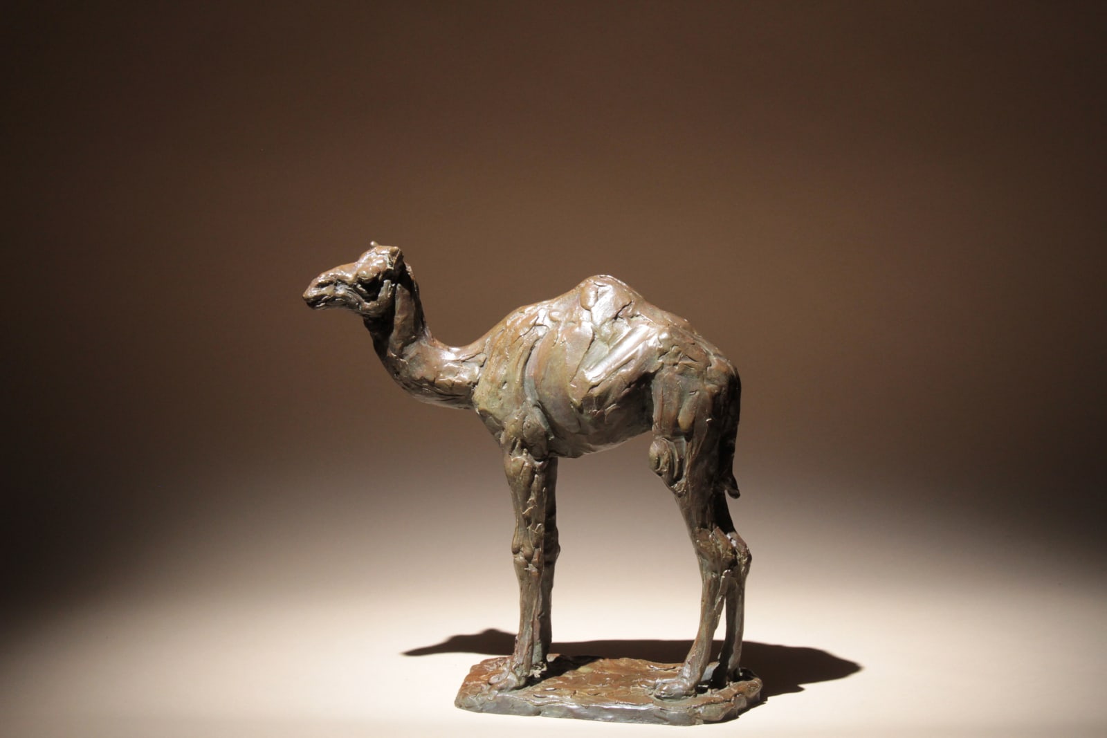 Roch Vandromme, Jeune dromadaire, 2013