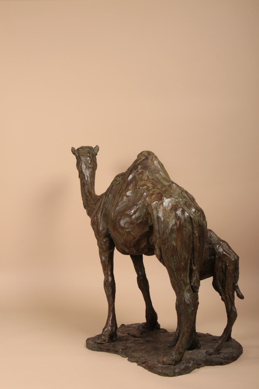Roch Vandromme, Quatre dromadaires à Doha, 2010-2015