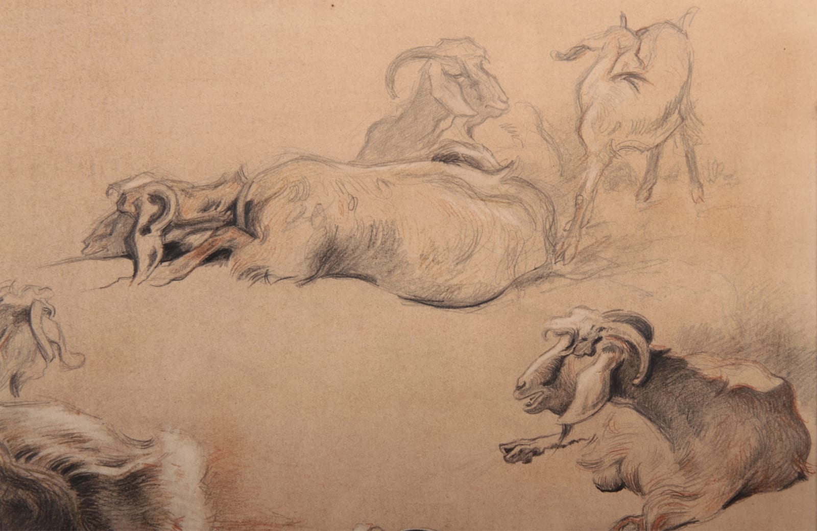 Xavier de Poret, Etude de chèvres des montagnes d'Afrique du Nord, 1922