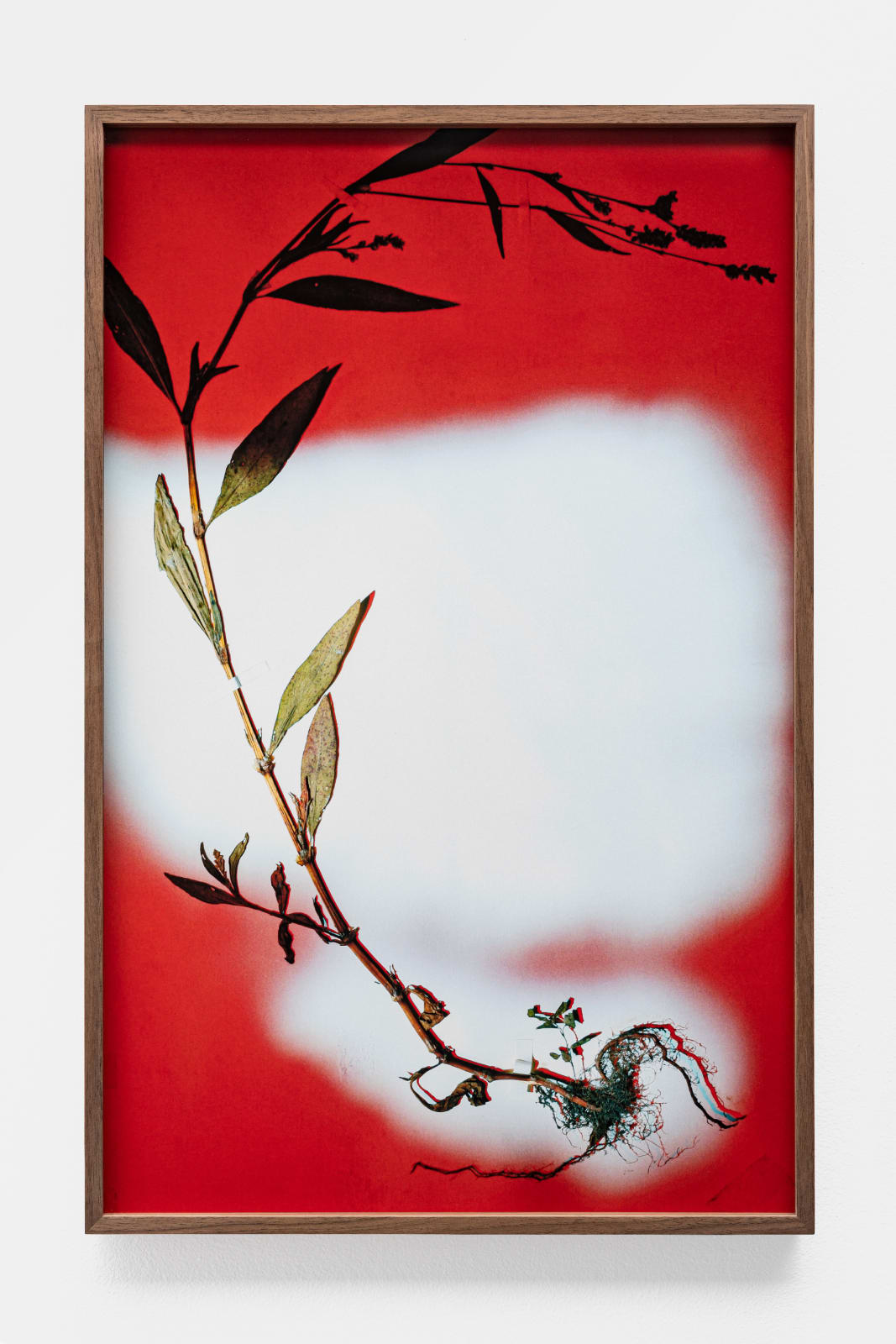 Bernard Voïta, Herbier populaire VI, 2017
