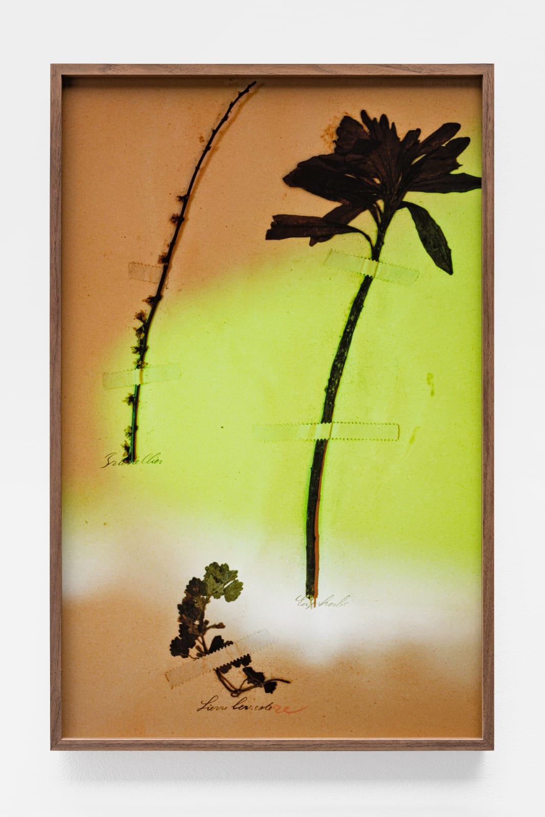 Bernard Voïta, Herbier populaire III, 2017
