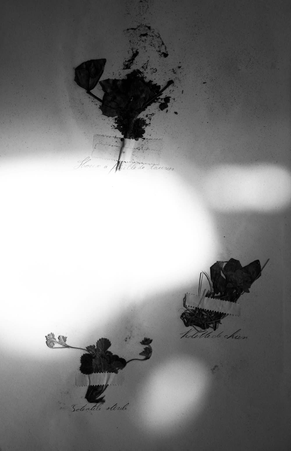 Bernard Voïta, Herbier populaire IV