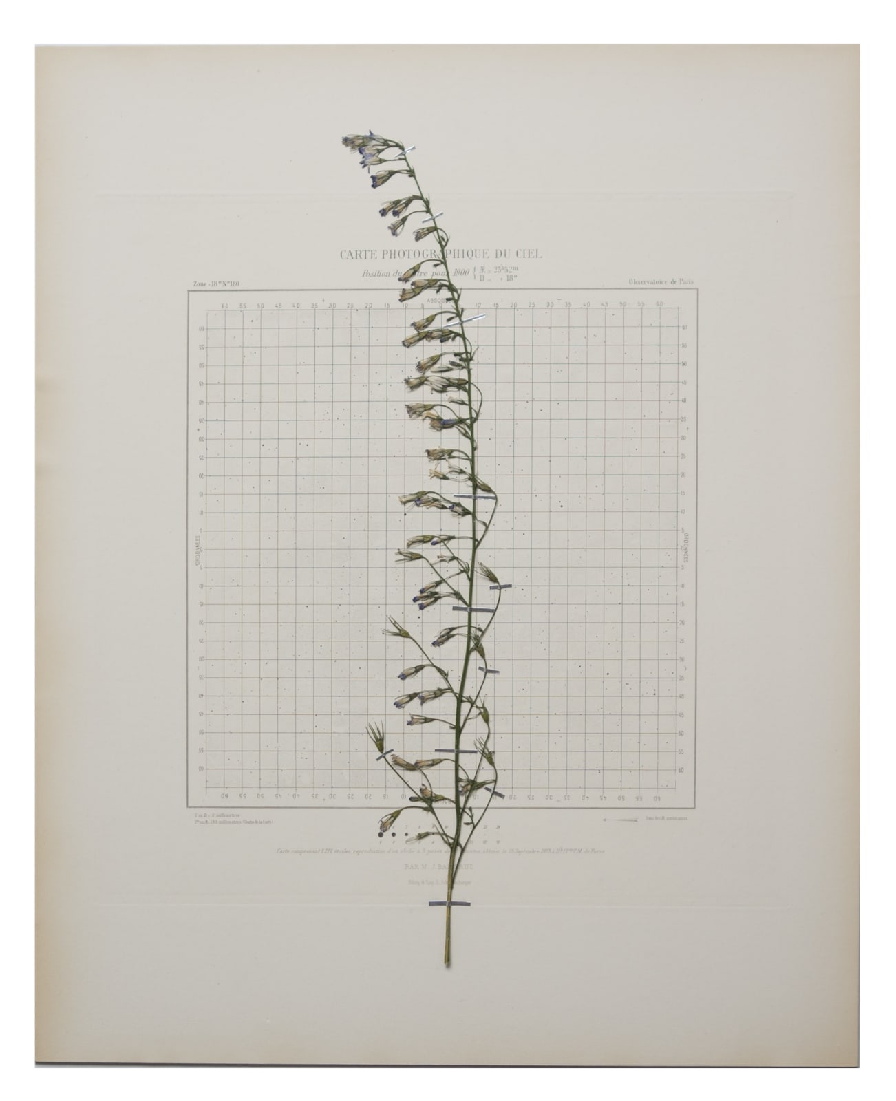 CAROLINE CORBASSON, Starlight I, 2020