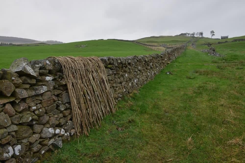 Andy Goldsworthy, Ash sticks / Wall / Dumfriesshire, Scotland / 26 April 2018, 2018