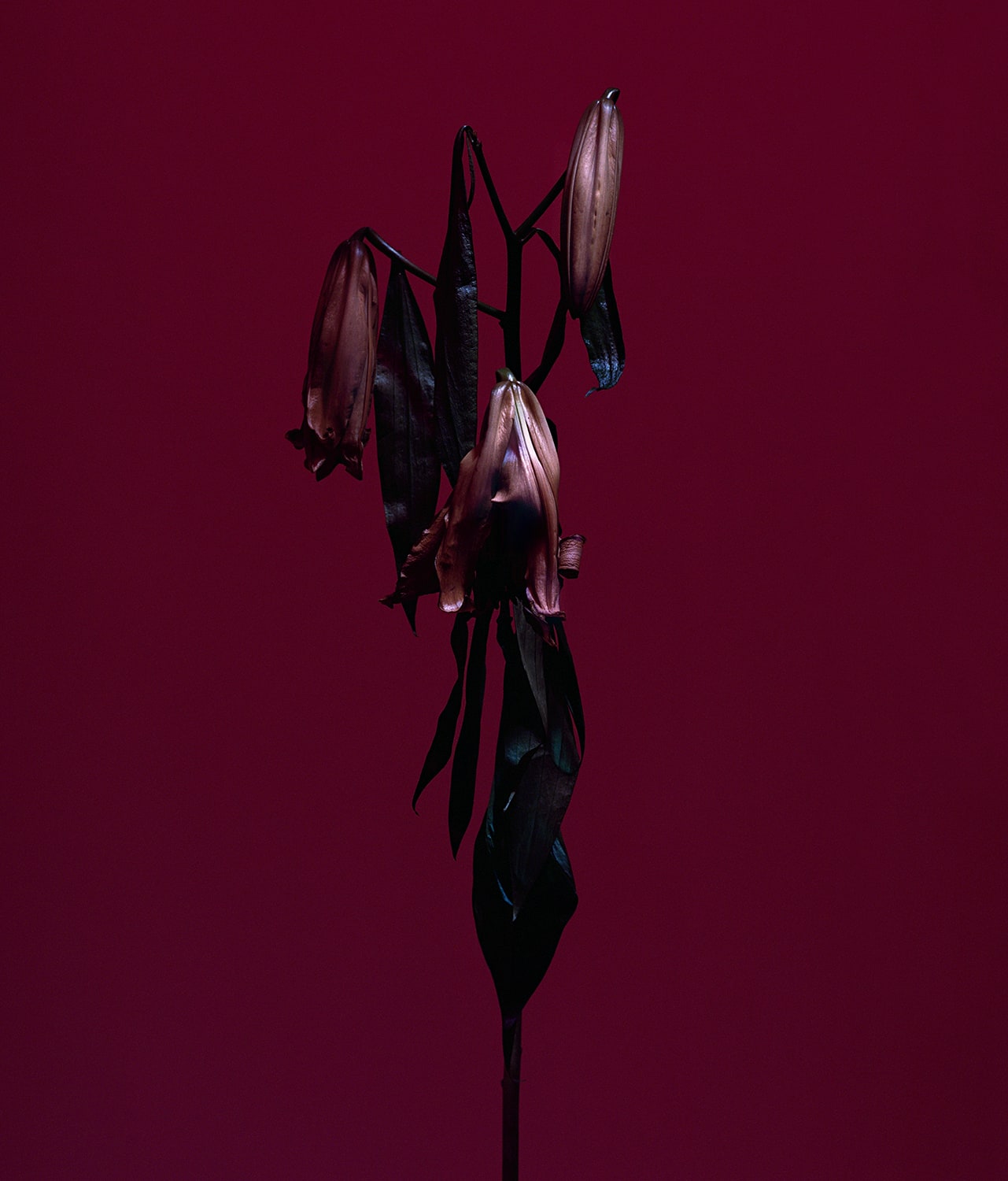 Roberto Greco, fig. IV, 2017