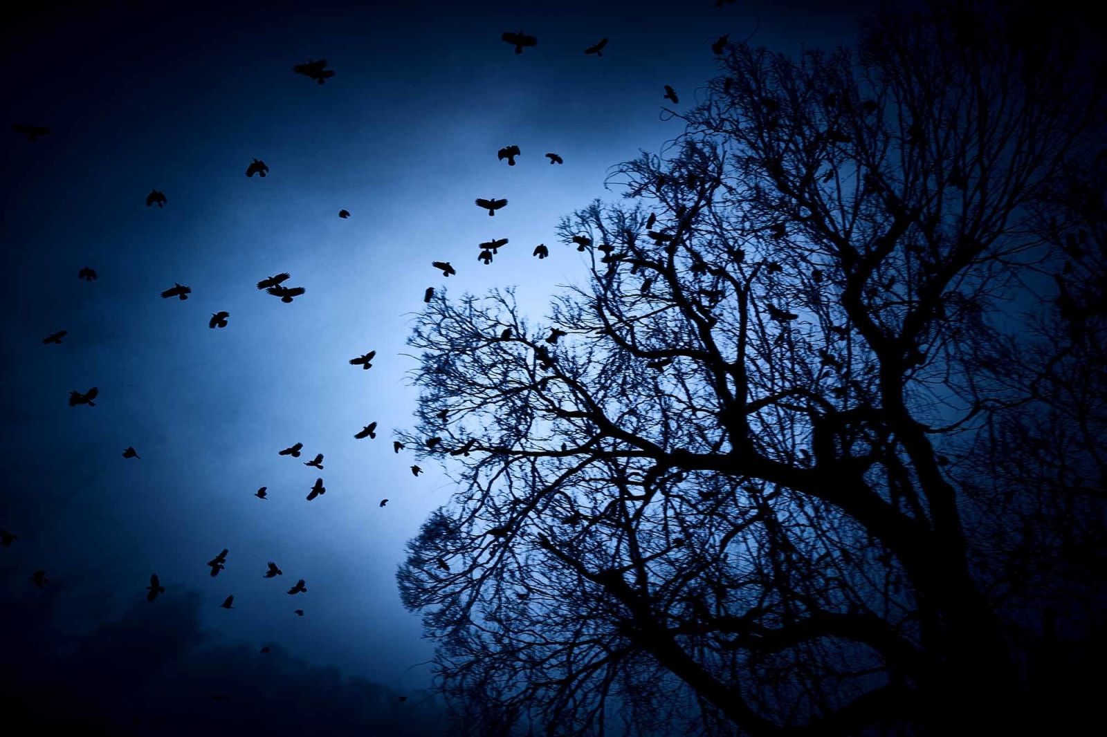 Yasuhiro Ogawa, Evening Crows, 2021