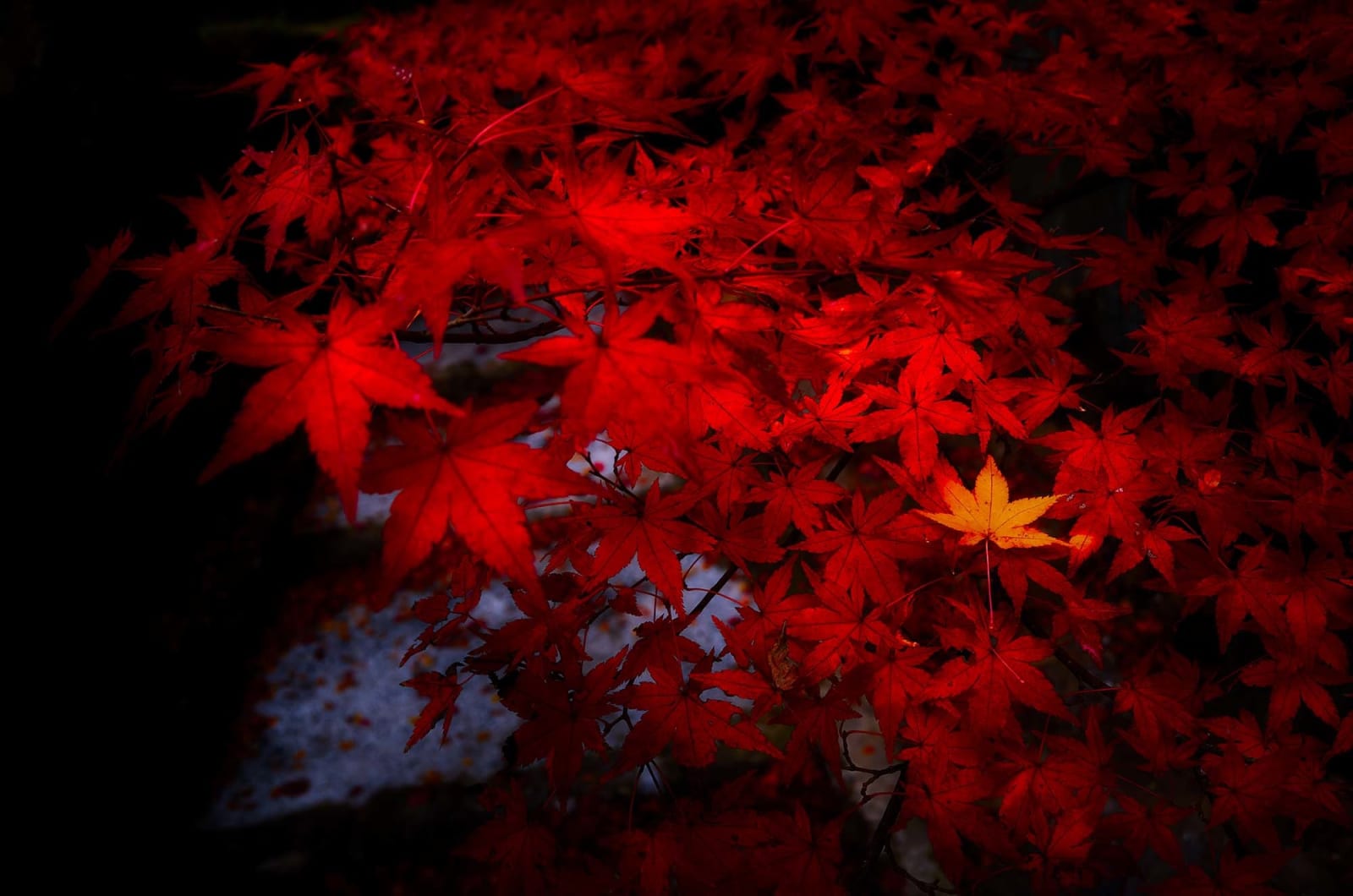 Yasuhiro Ogawa, Worshipper's Path