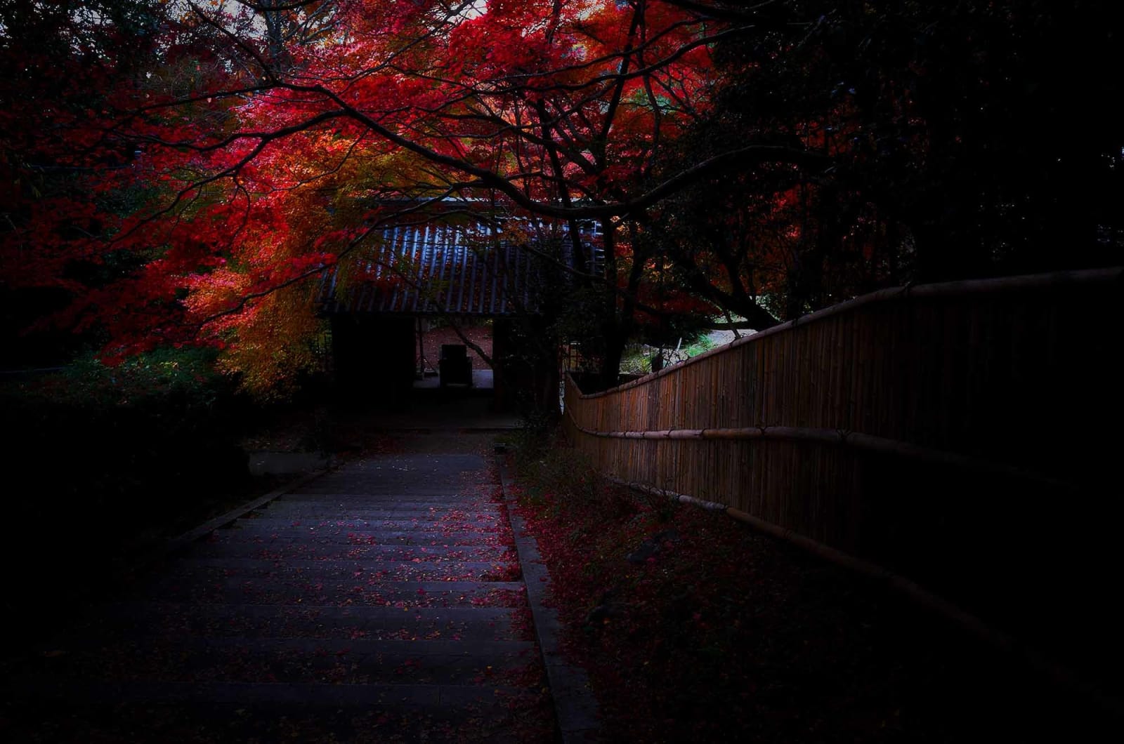Yasuhiro Ogawa, Sacred Forest, 2019