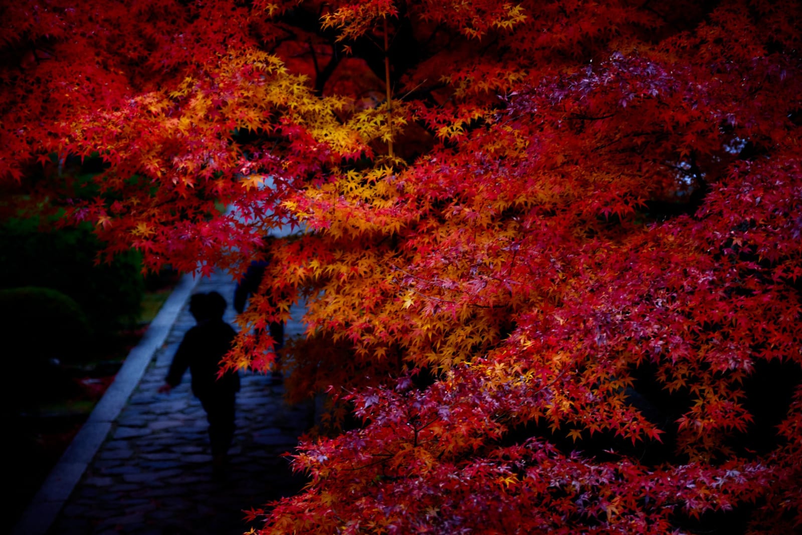 Yasuhiro Ogawa, Autumn tunnel, 2017