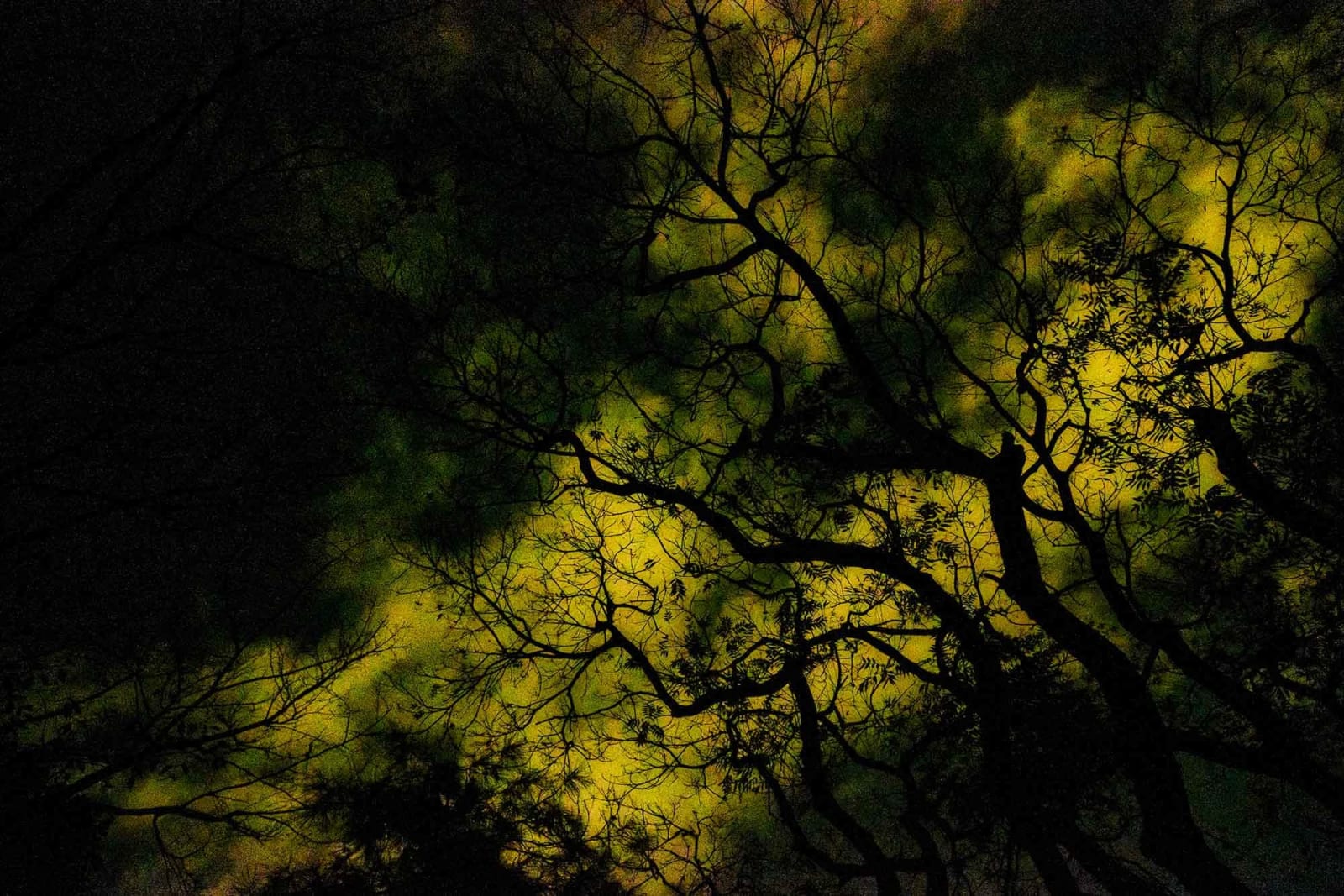 Yasuhiro Ogawa, Night Sky, 2016
