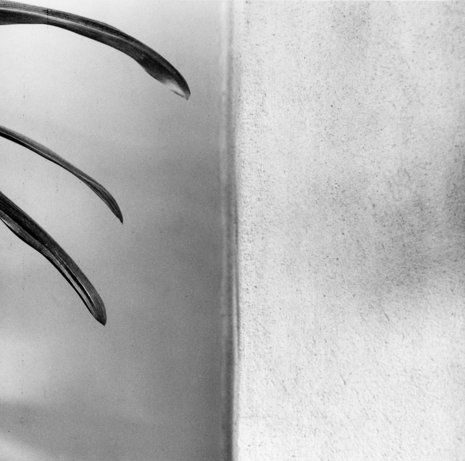 Robert Mapplethorpe, Amaryllis, 1977