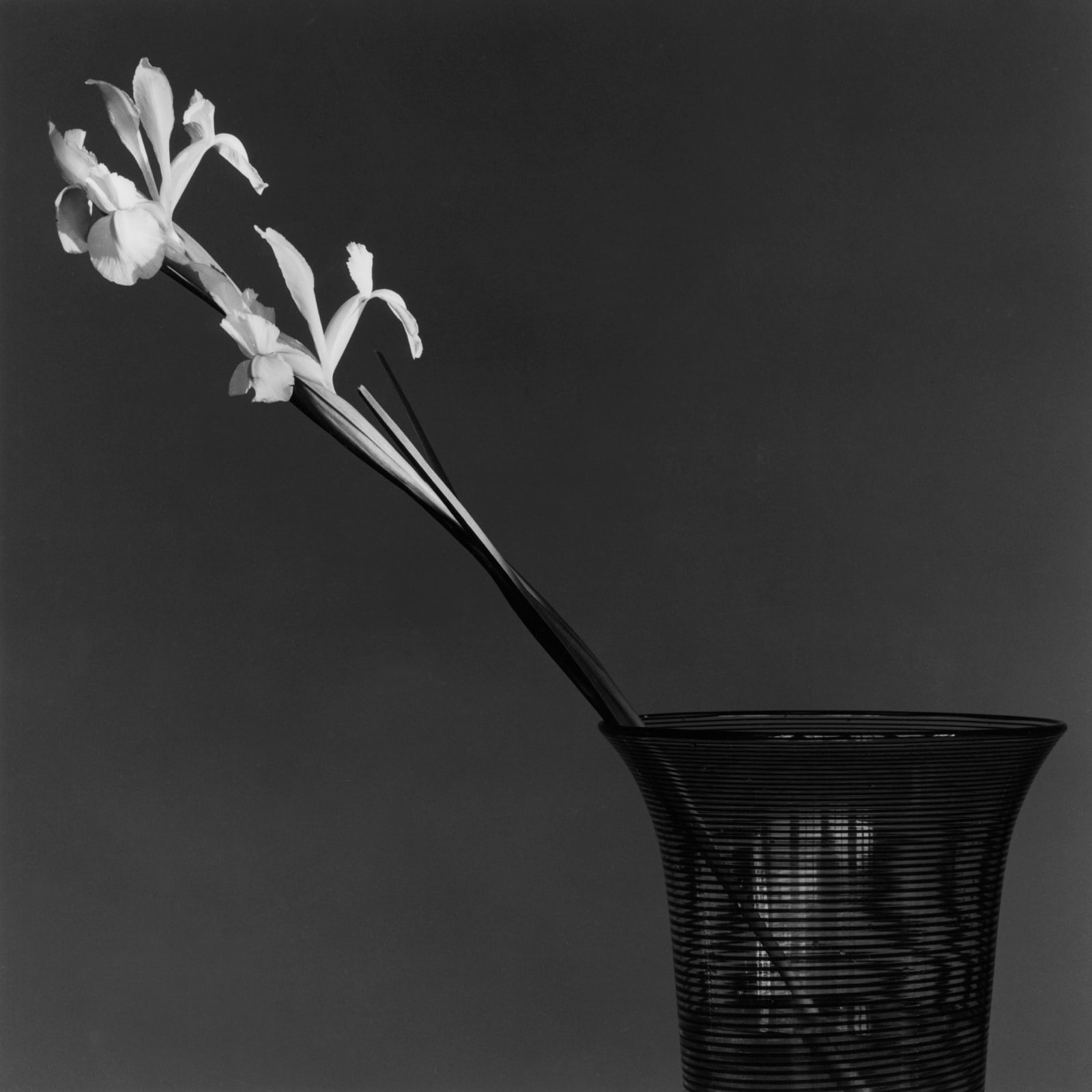 Robert Mapplethorpe, Iris, 1982