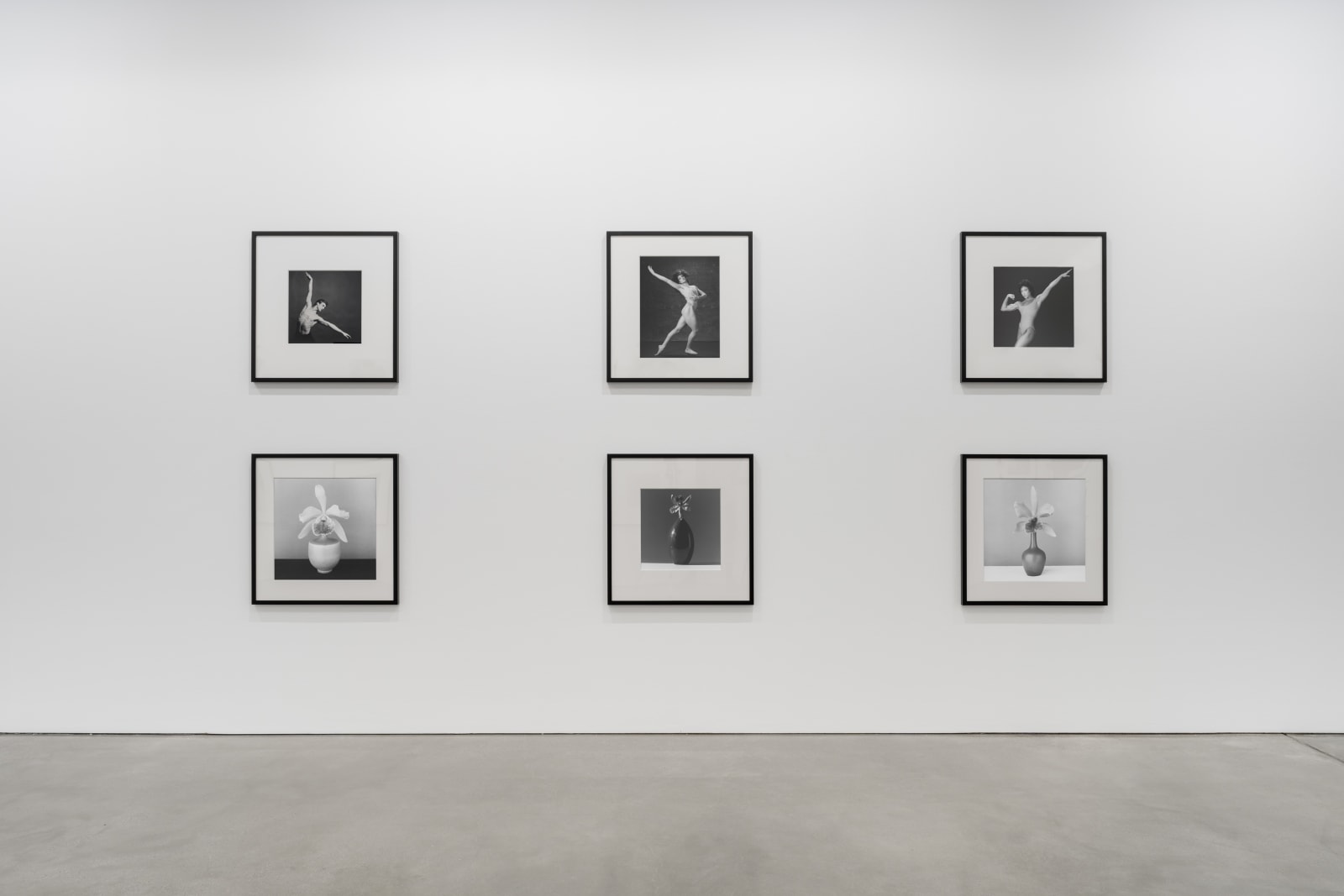 Robert Mapplethorpe, Orchid, 1987