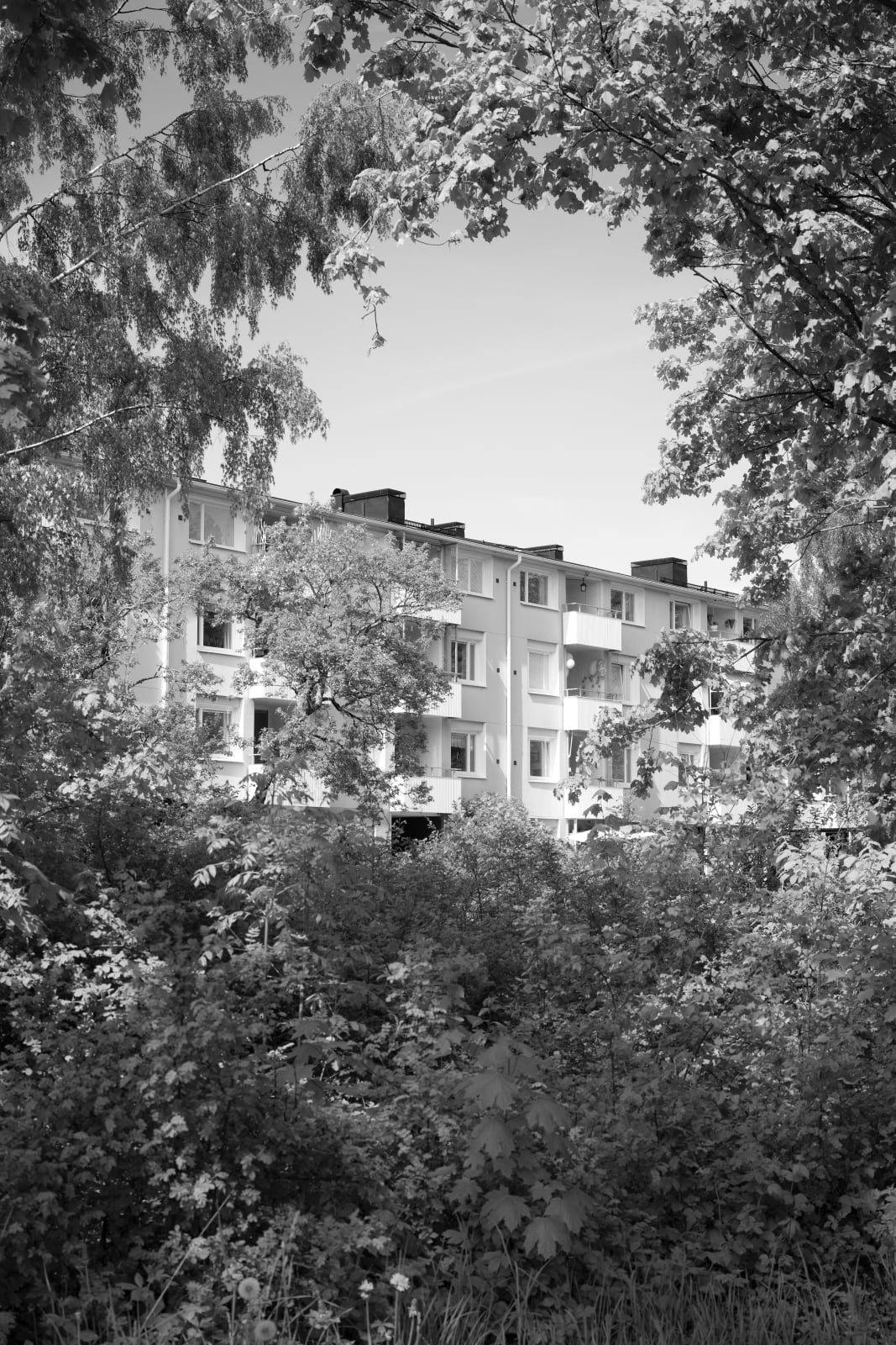 David Hartt, The Garden (Acer platanoides, Acer saccharinum, Ulmus glabra, Taraxacum officinale, Prunus virginiana, Sambucus nigra, Geum aleppicum, Centaurea cyanus, Crataegus monogyna, Rosa acicularis, unidentified grass / Uppsala, Sweden / May 29, 2023), 2023