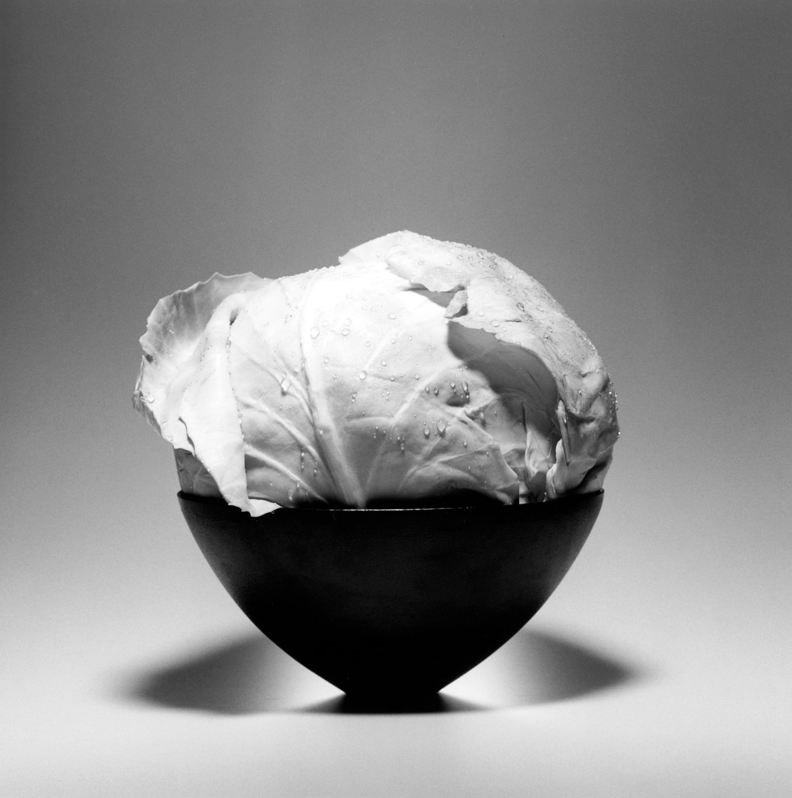 Robert Mapplethorpe, Cabbage, 1985