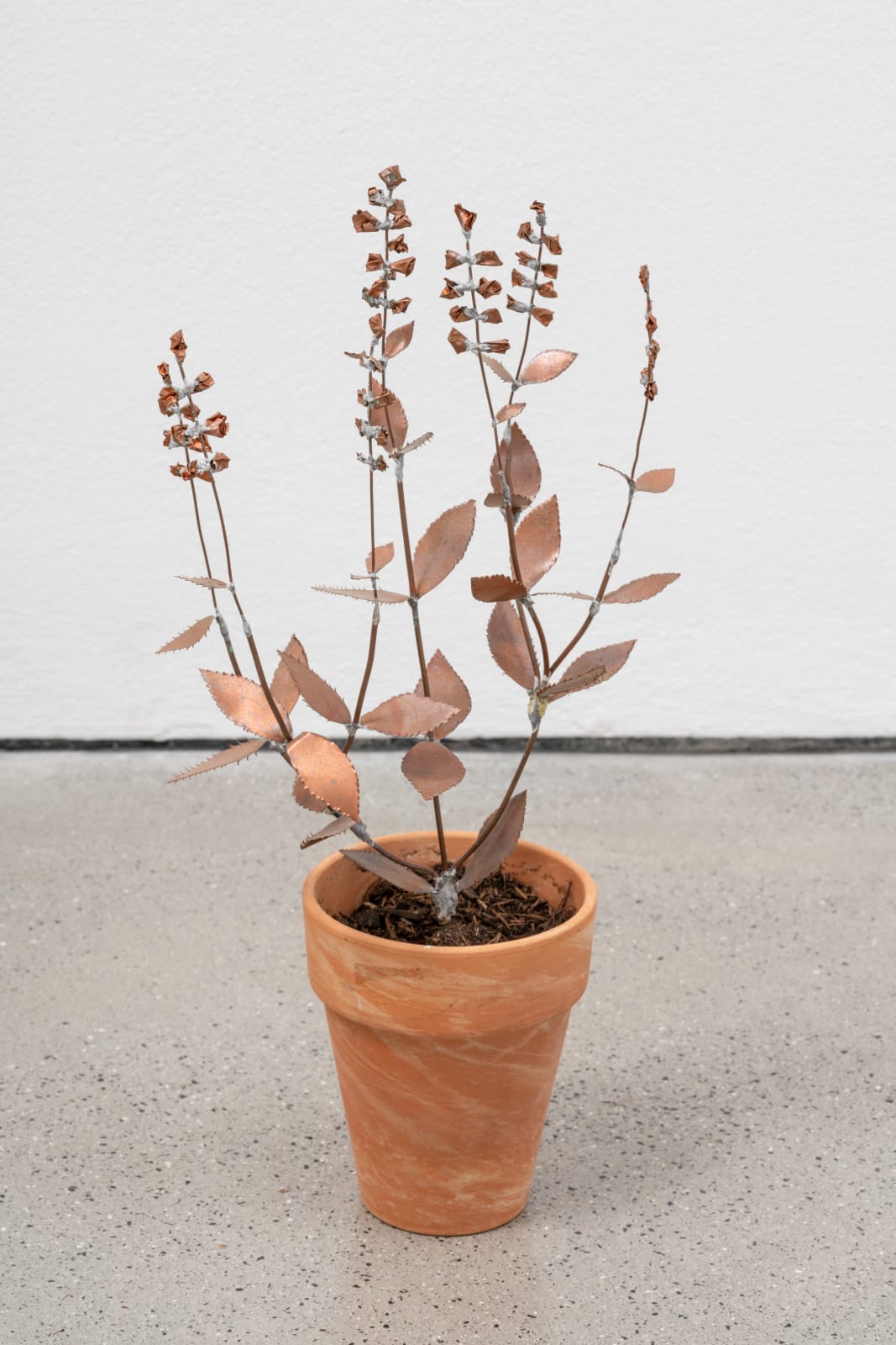 José Montealegre, missing página, 2021