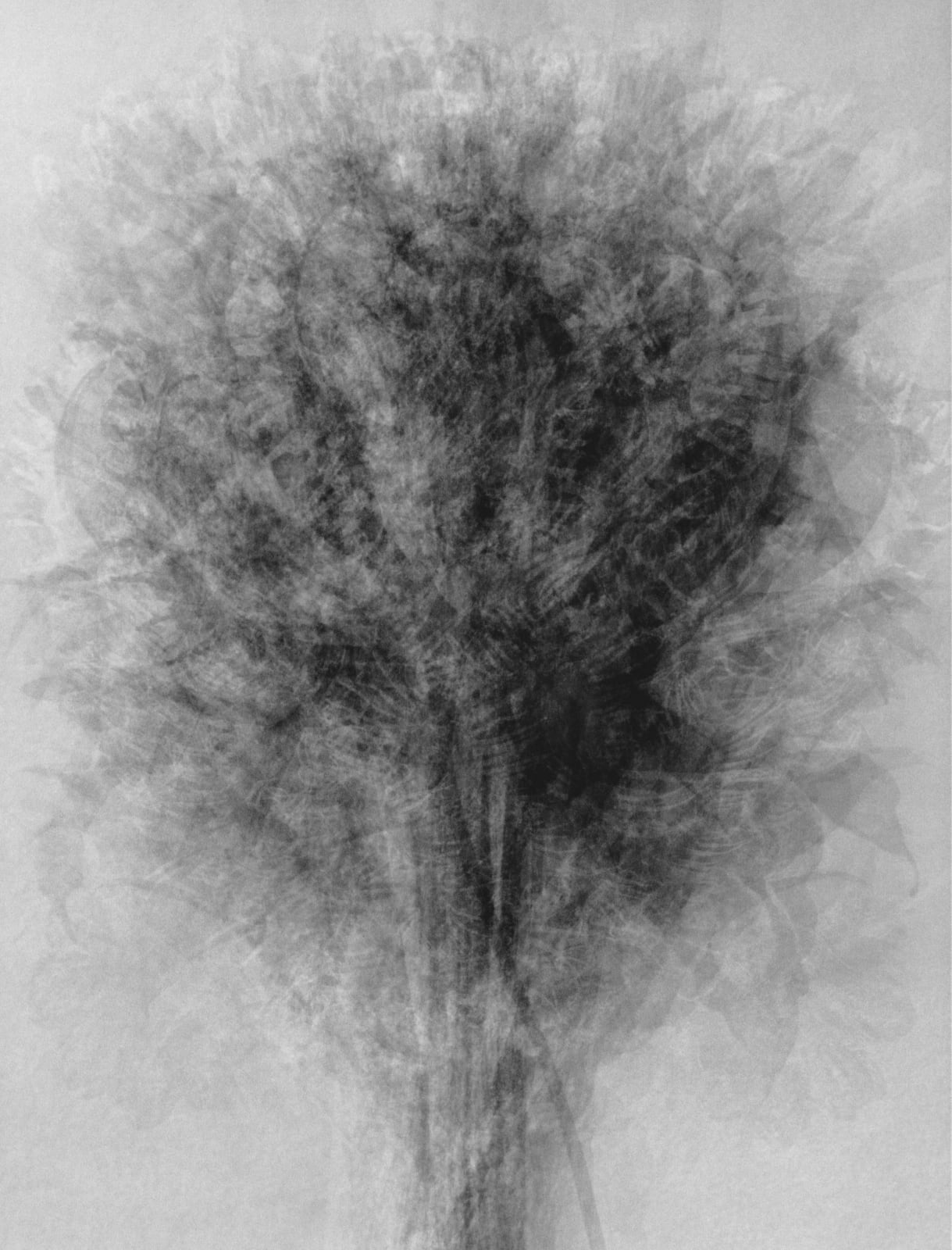 Idris Khan_After Karl Blossfeldt, 2005