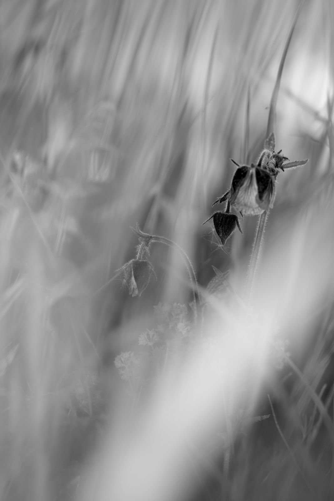 David Hartt, The Garden (Geum rivale, Alchemilla xanthochlora, Equisetum arvense, unidentified grass / Uppsala, Sweden / May 28, 2023), 2023