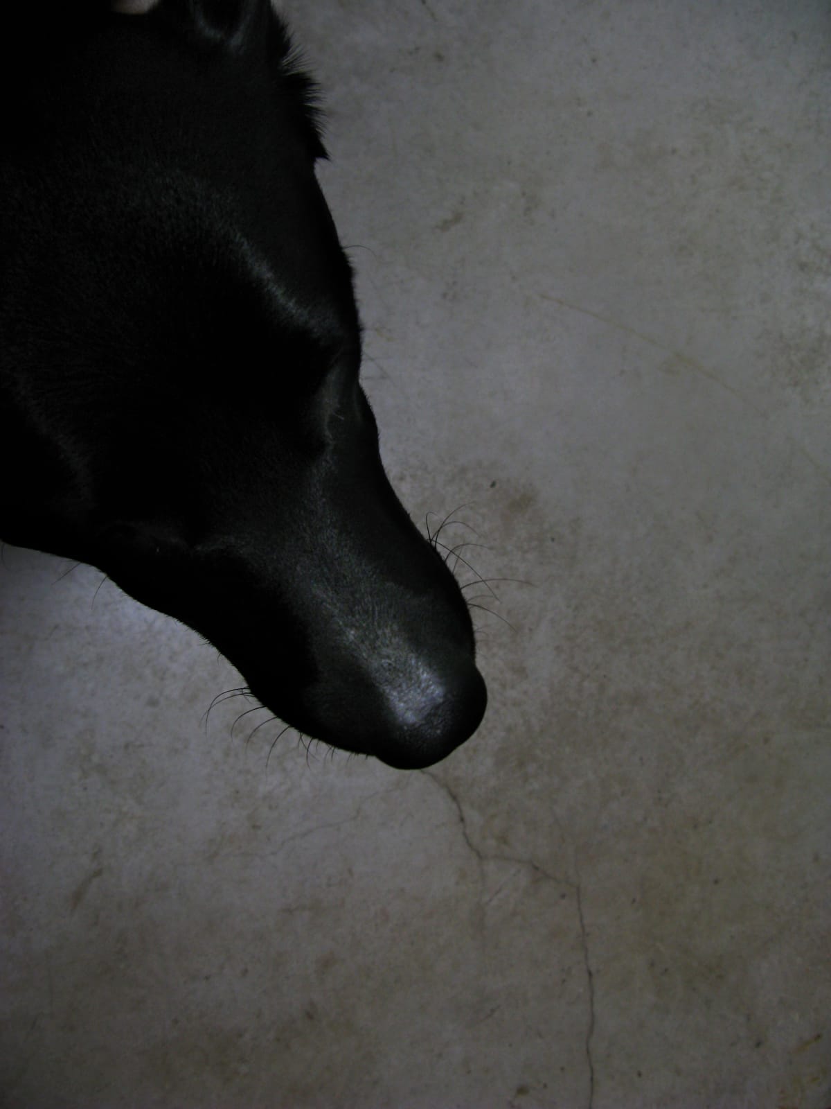 Juan Uslé, Línea y Eco, Saro, 2007