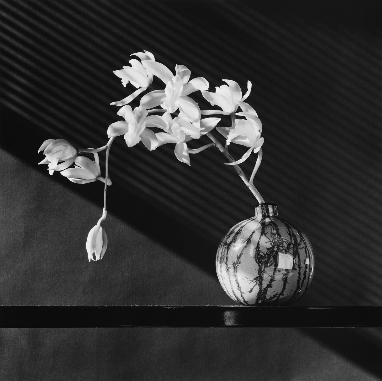 Robert Mapplethorpe, Orchid, 1987