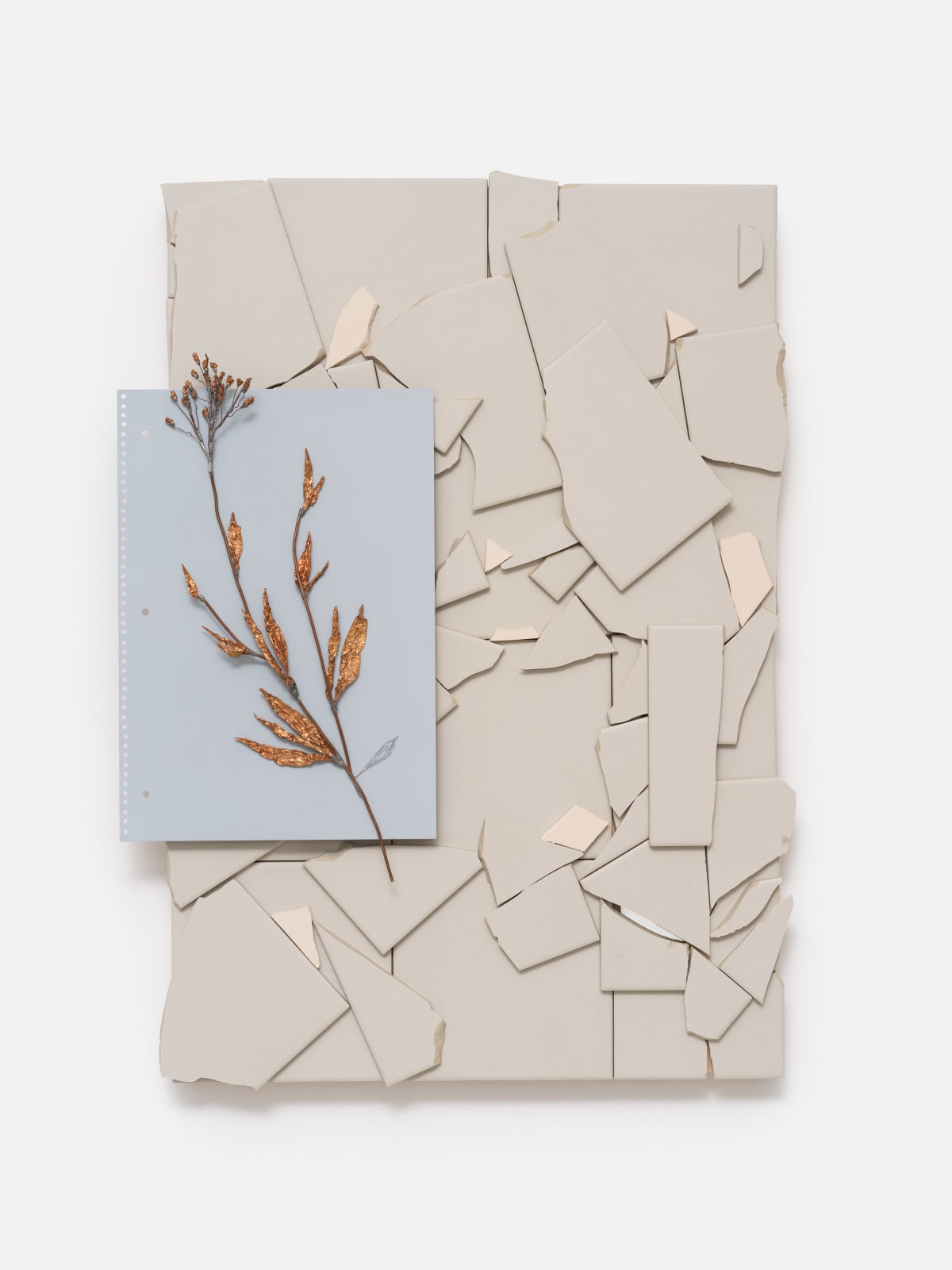 José Montealegre, planta sobre terra sigilata, 2025