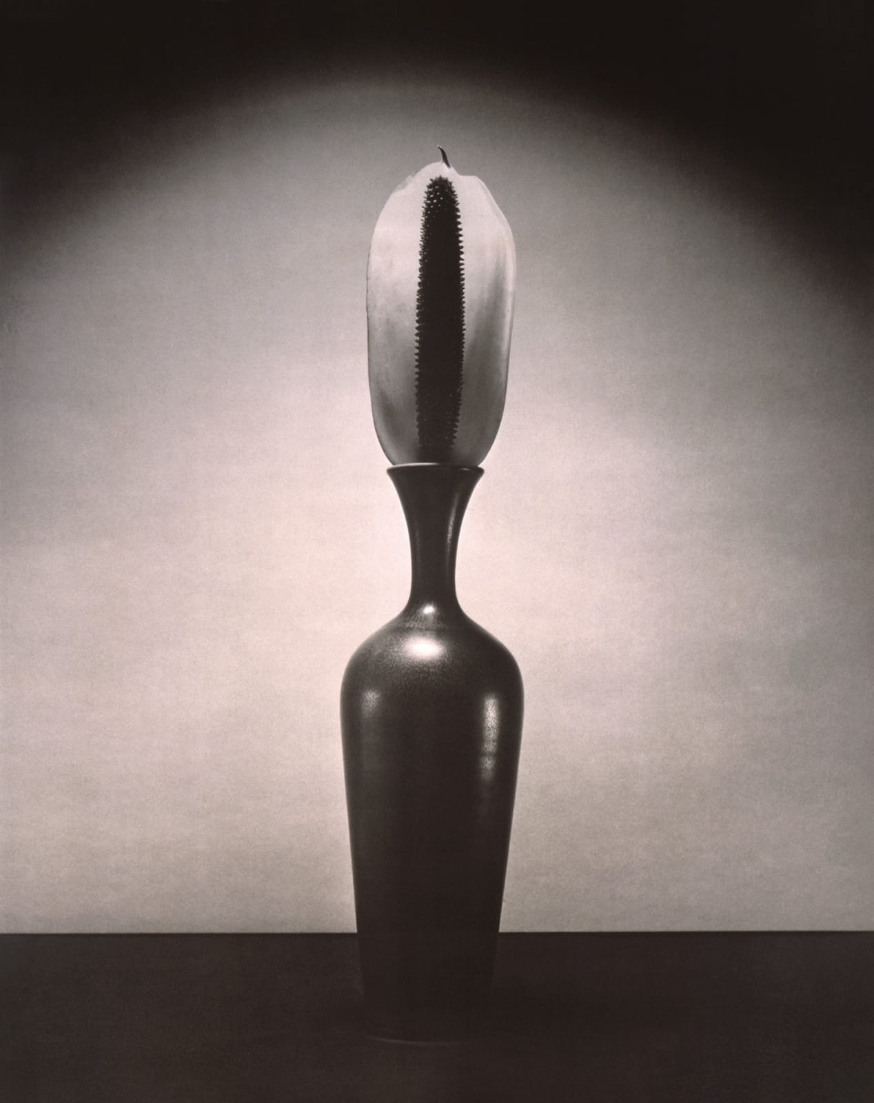 Robert Mapplethorpe, Cactus Blossom, 1984