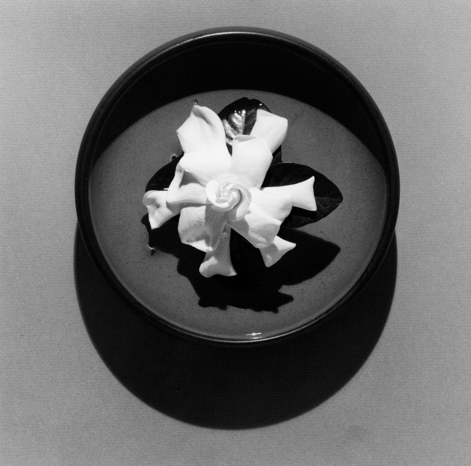Robert Mapplethorpe, Gardenia, 1978