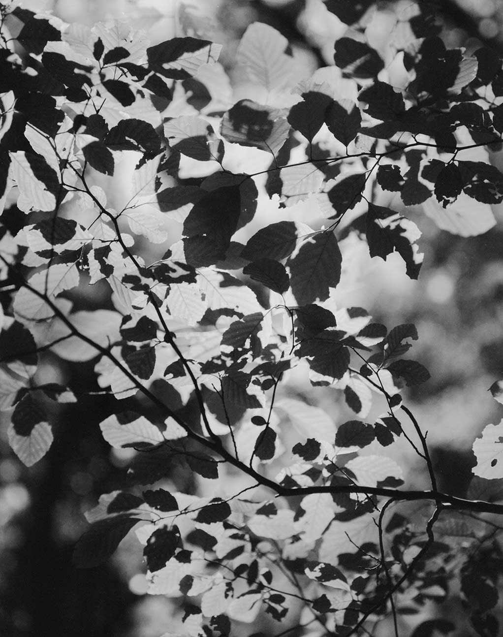 Donovan Smallwood, Languor 30