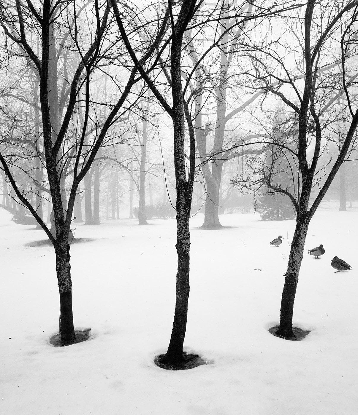 Pentti Sammallahti,