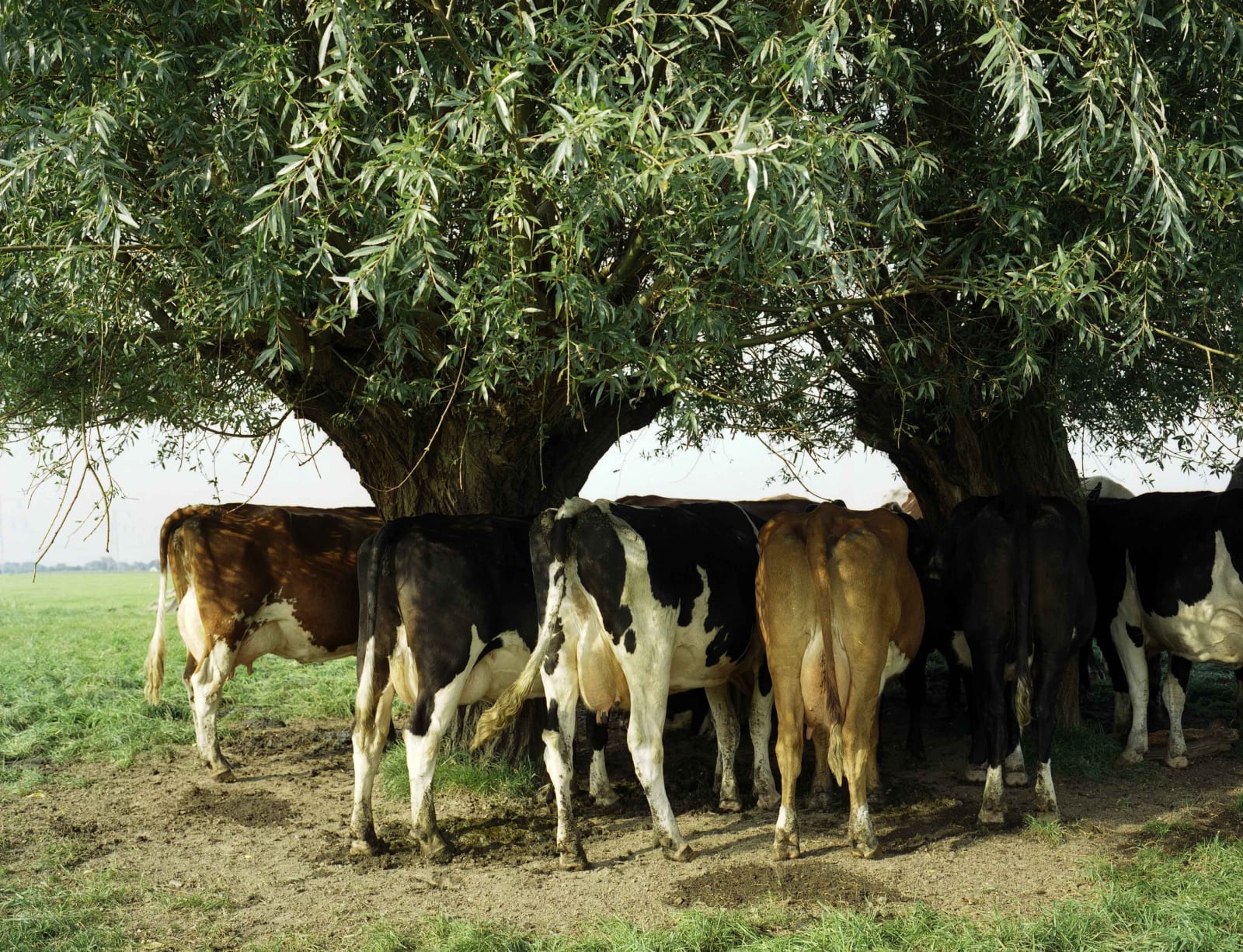 Han Singels, Aetsveldse Polder 2006