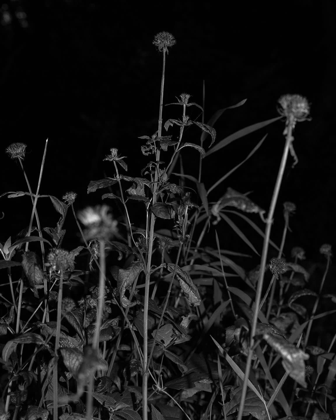 Donovan Smallwood, Languor 22